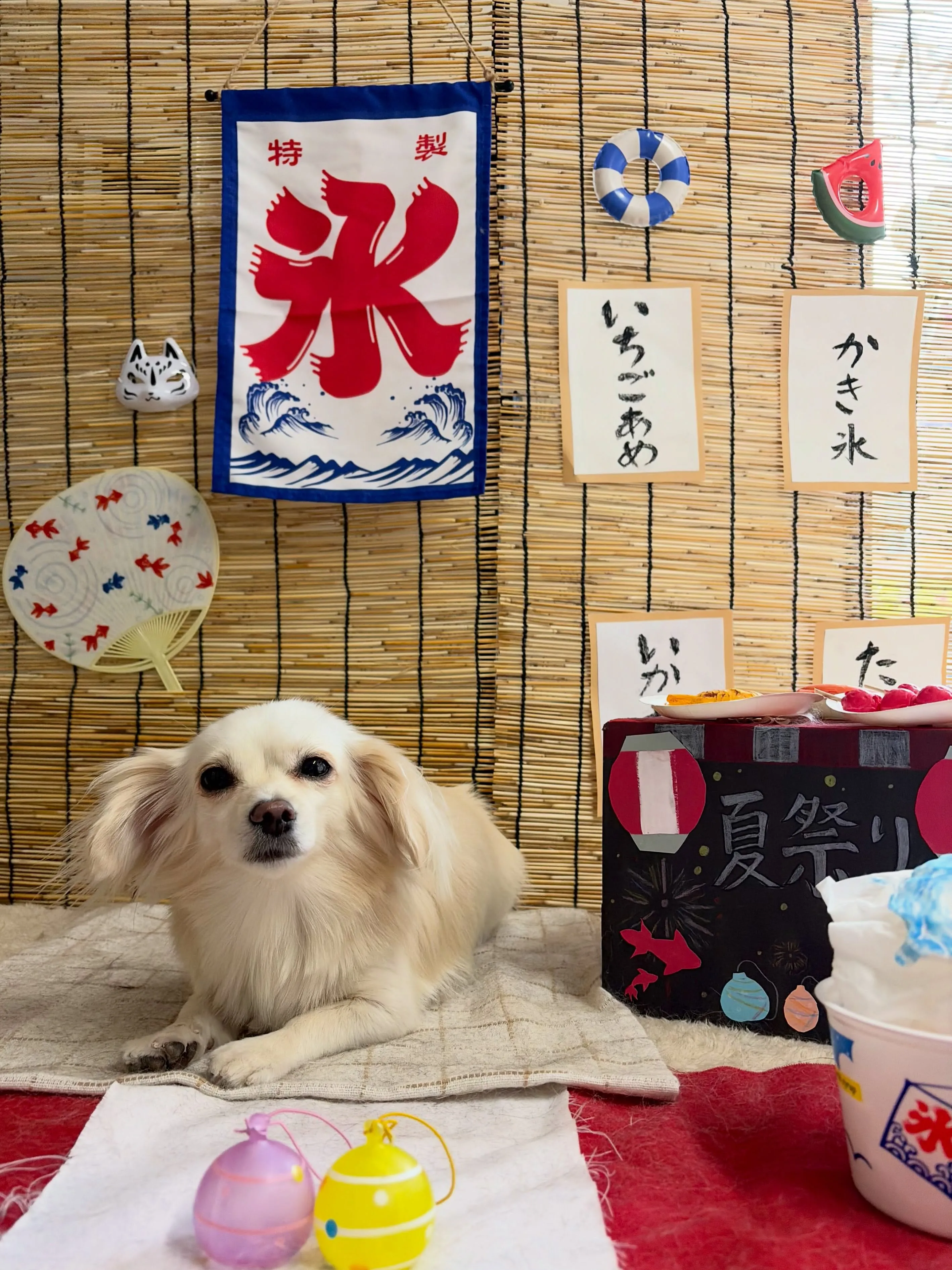 🍃8/11のトリミング🍃ミックス犬🐶｜名東区・千種区・守山区...