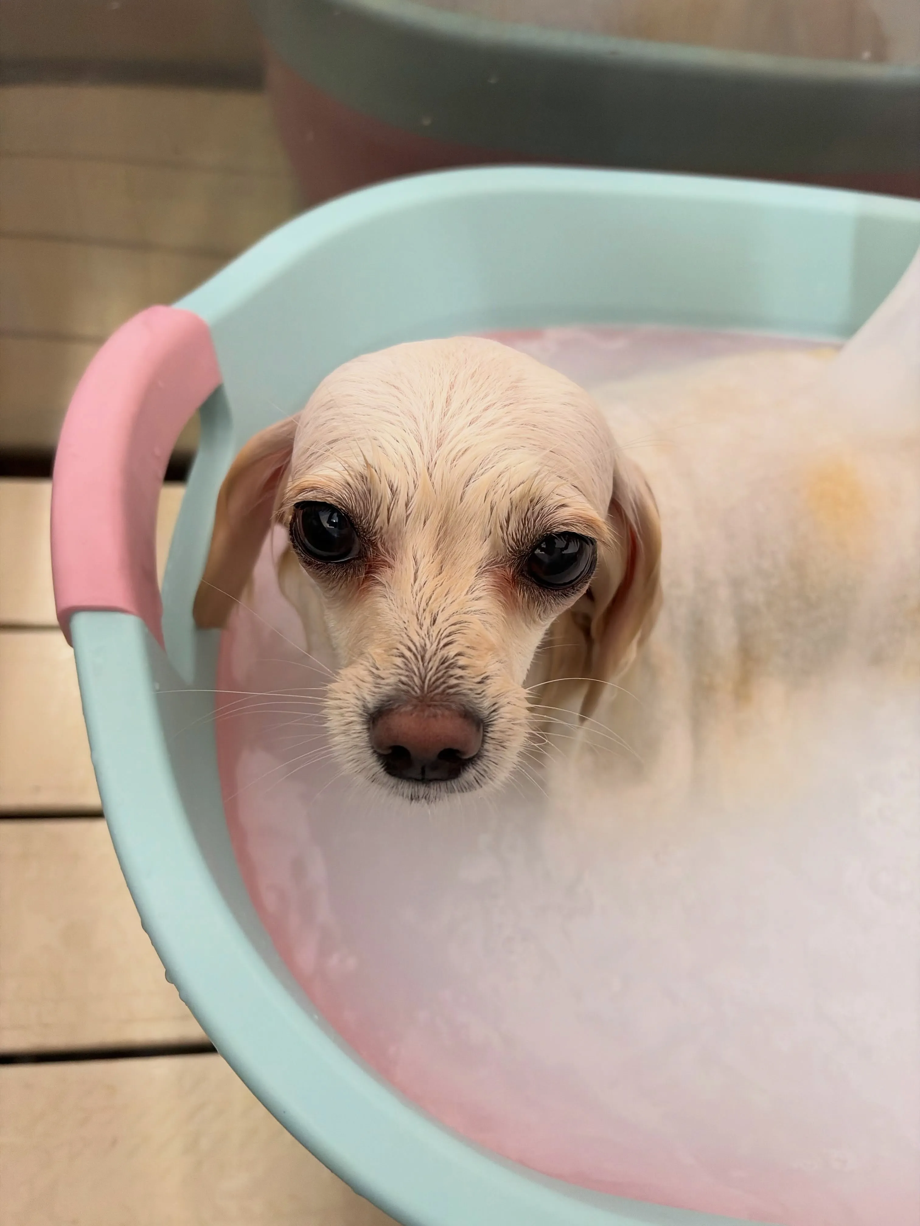🍃8/11のトリミング🍃ミックス犬🐶｜名東区・千種区・守山区...