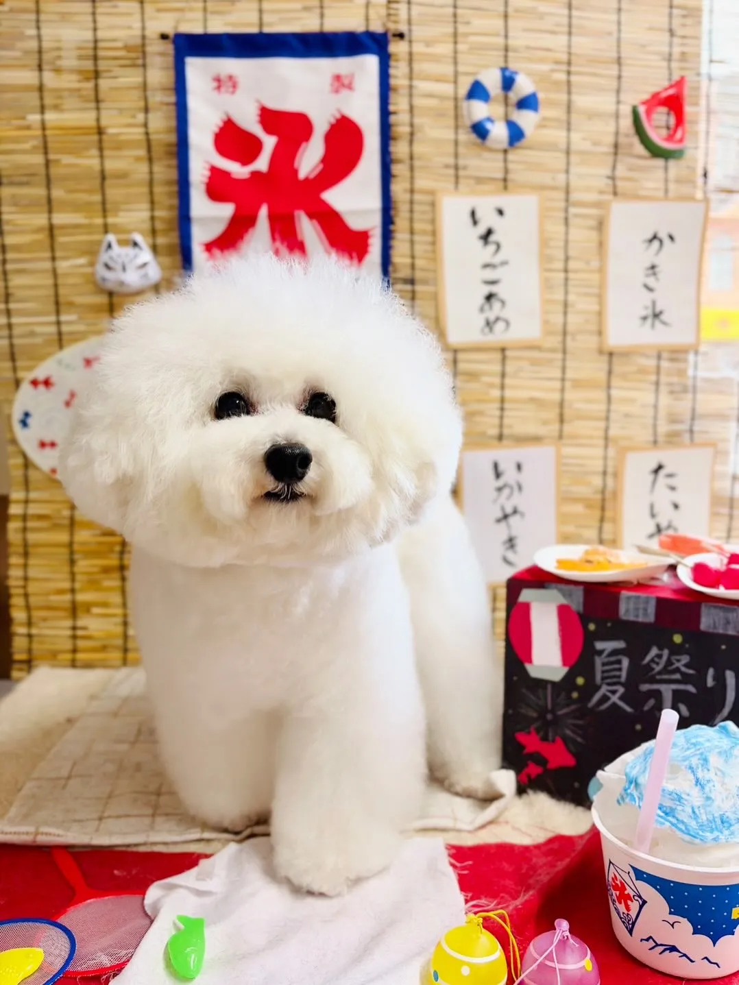 🍃8/12のトリミング🍃プードル🐶｜名東区・千種区・守山区の...