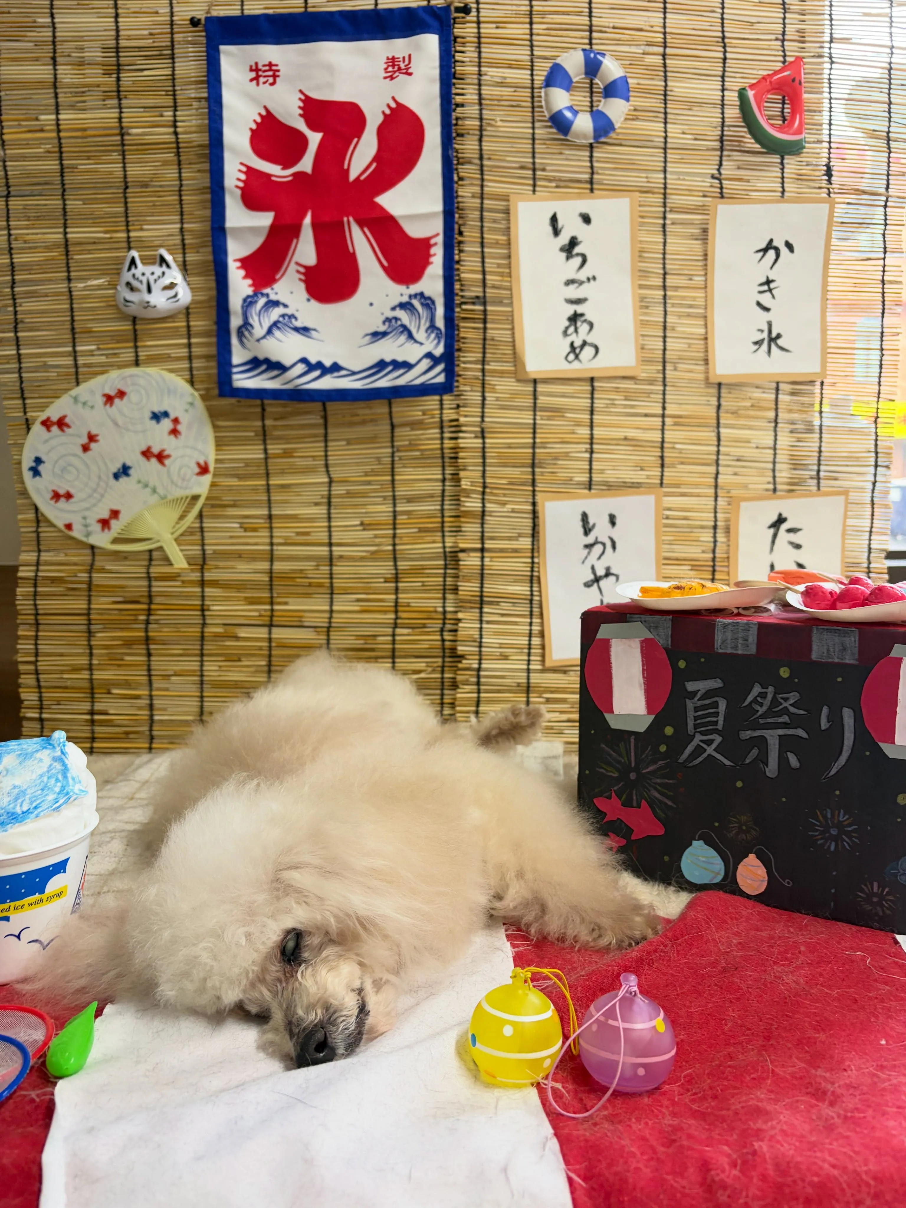 🍃8/12のトリミング🍃プードル🐶｜名東区・千種区・守山区の...