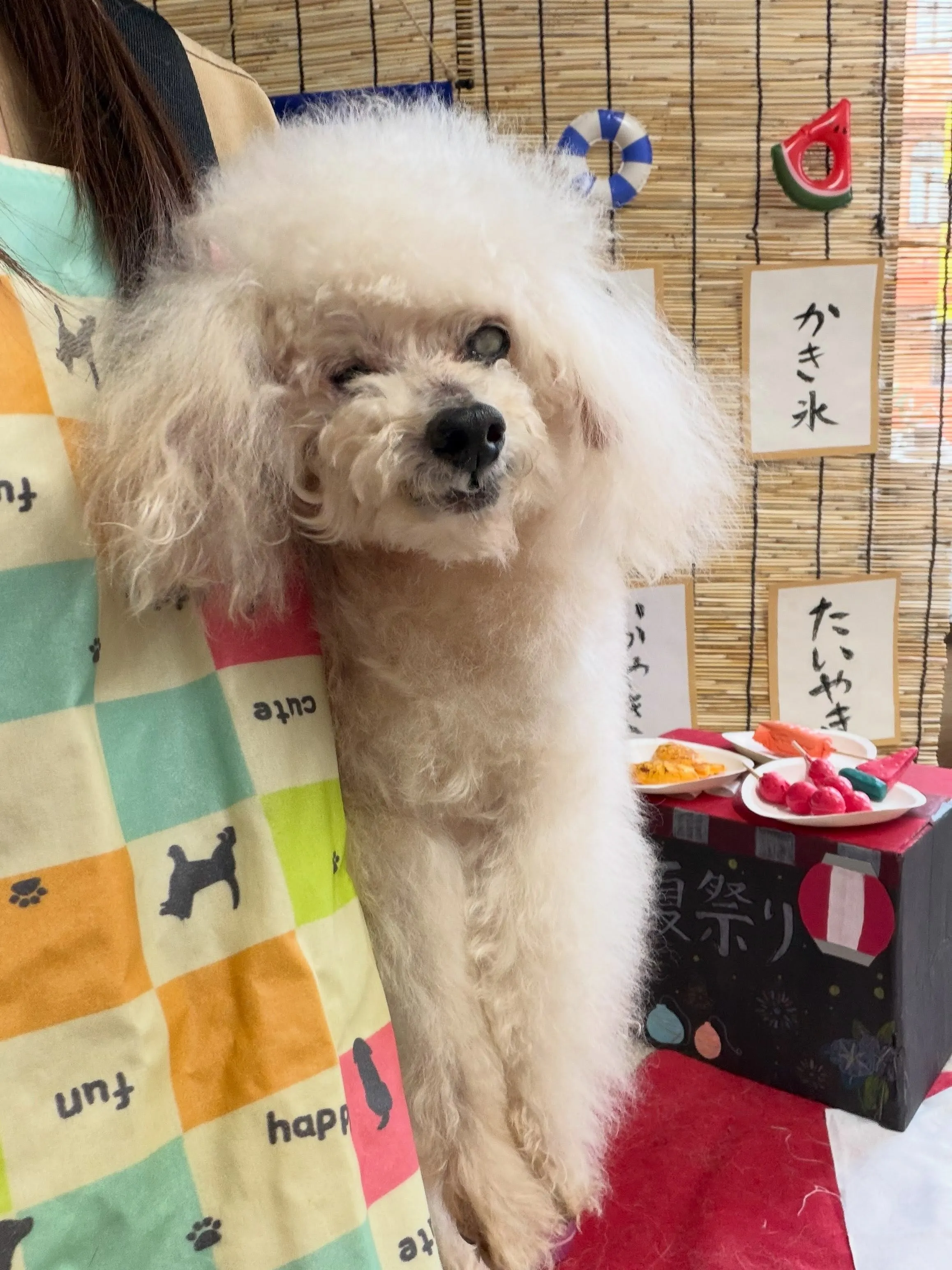 🍃8/12のトリミング🍃プードル🐶｜名東区・千種区・守山区の...