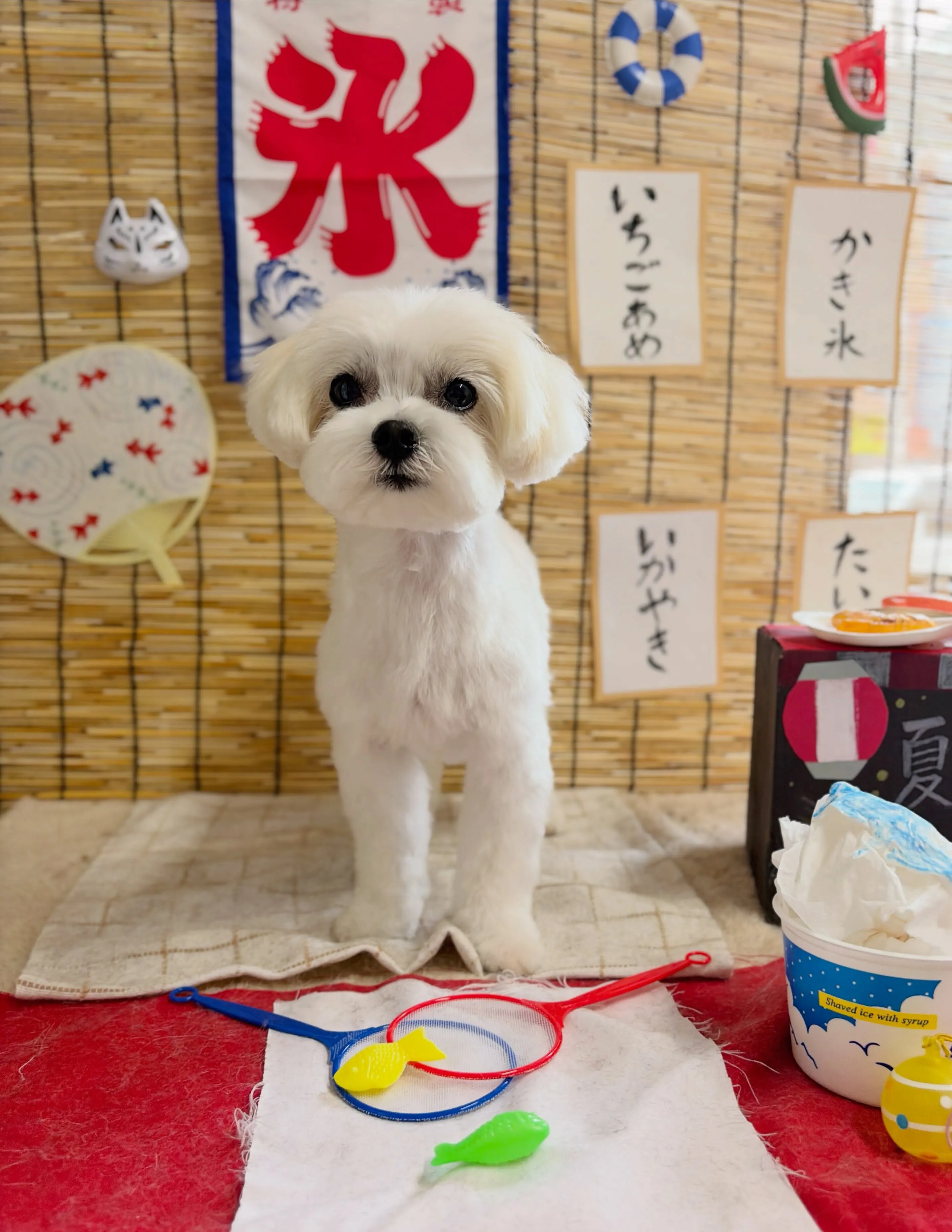 🍃8/12のトリミング🍃マルチーズ🐶｜名東区・千種区・守山区...