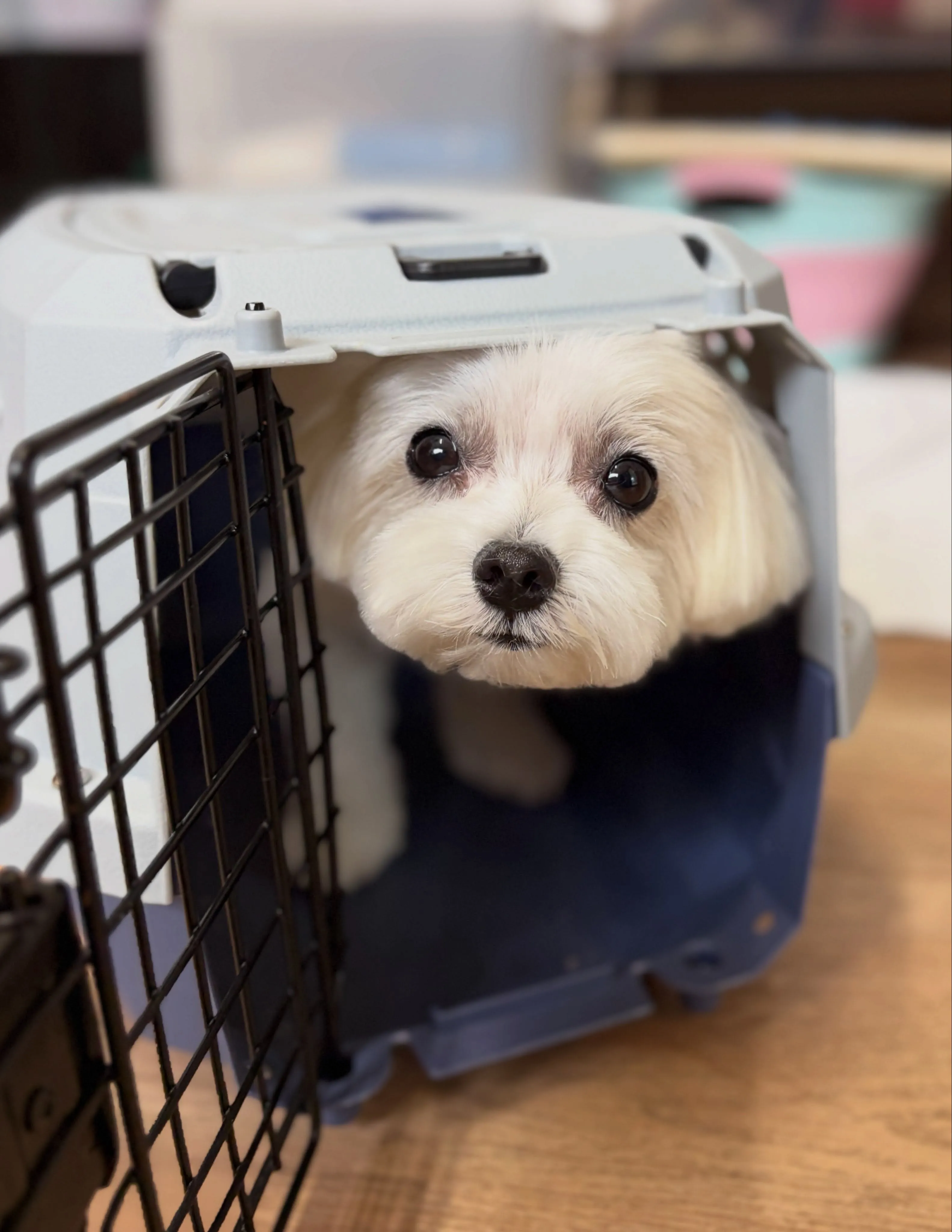 🍃8/12のトリミング🍃マルチーズ🐶｜名東区・千種区・守山区...