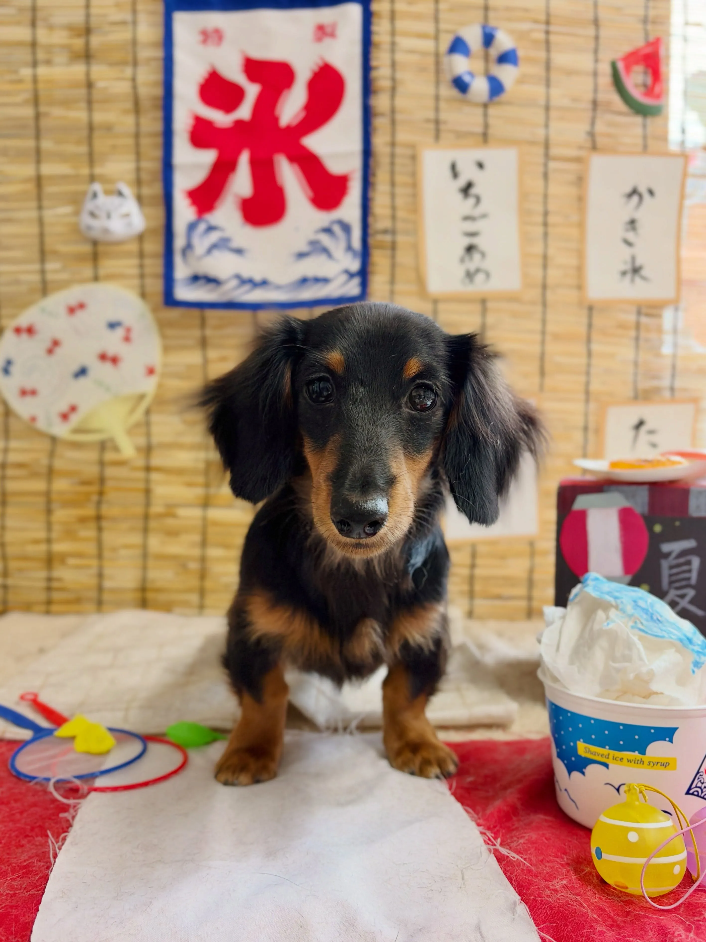 🍃8/12のトリミング🍃ダックス🐶｜名東区・千種区・守山区の...