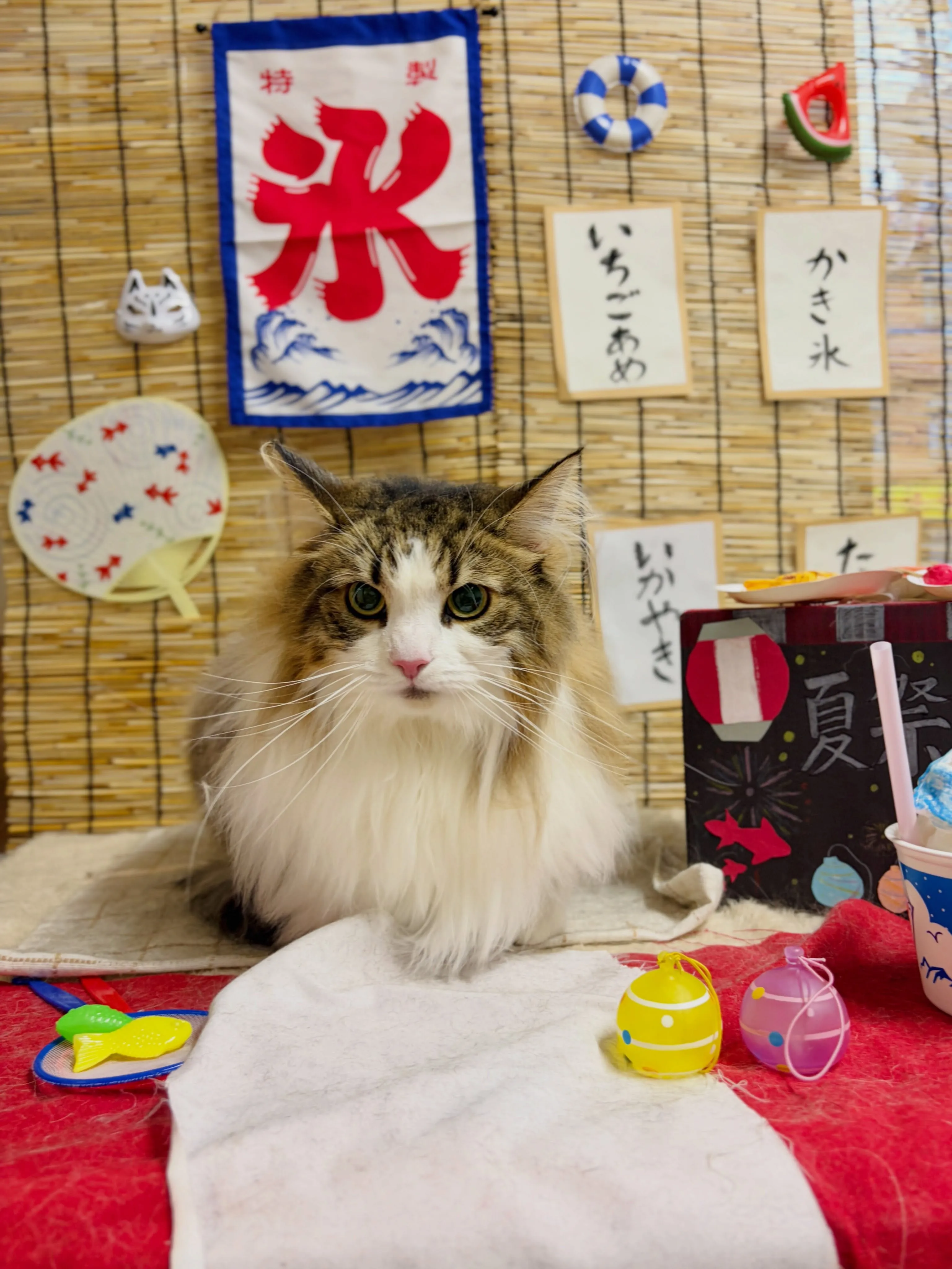 🍃8/12のトリミング🍃ノルウェージャンフォレストキャット🐱...