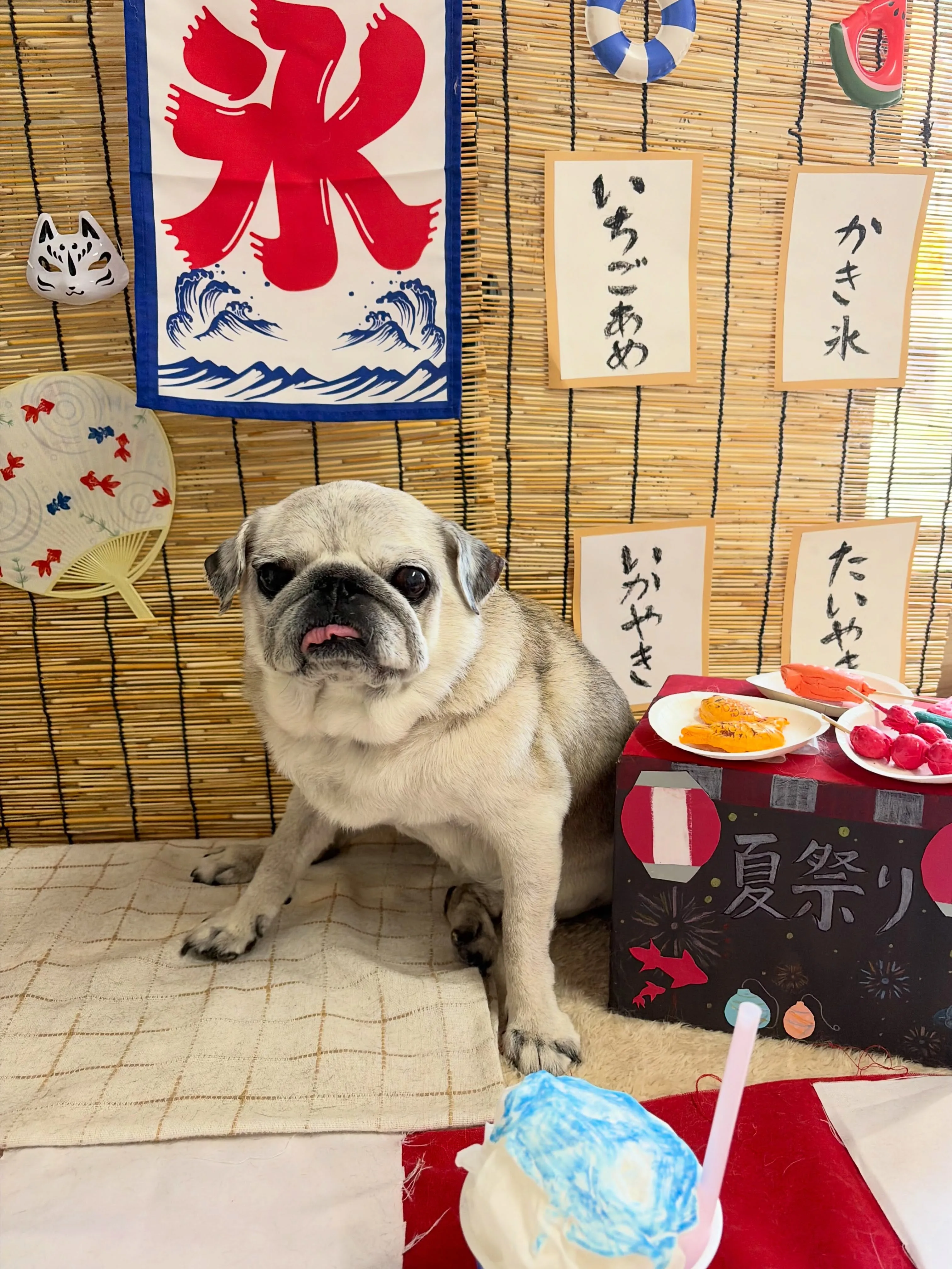 🍃8/14のトリミング🍃パグ🐶｜名東区・千種区・守山区の動物...