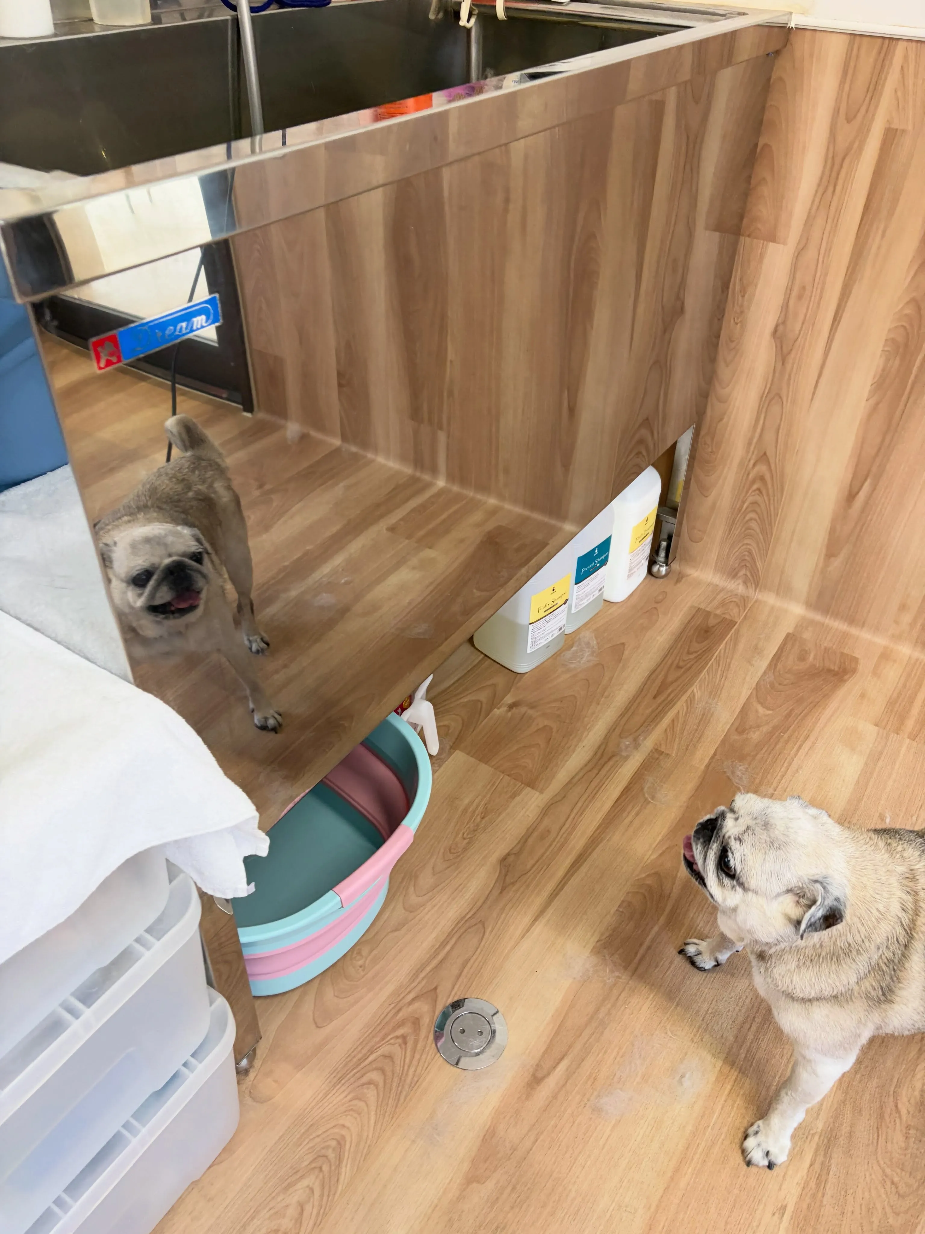 🍃8/14のトリミング🍃パグ🐶｜名東区・千種区・守山区の動物...