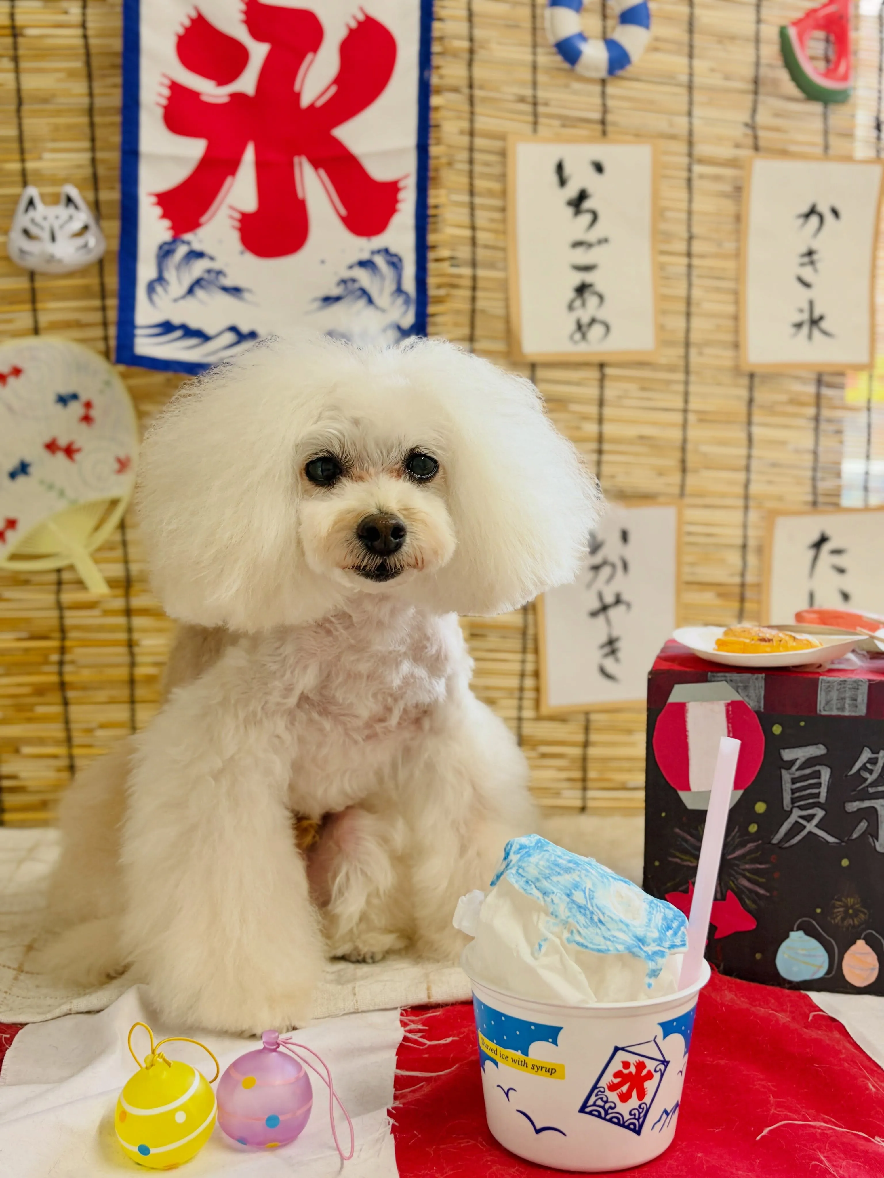 🍃8/14のトリミング🍃プードル🐶｜名東区・千種区・守山区の...
