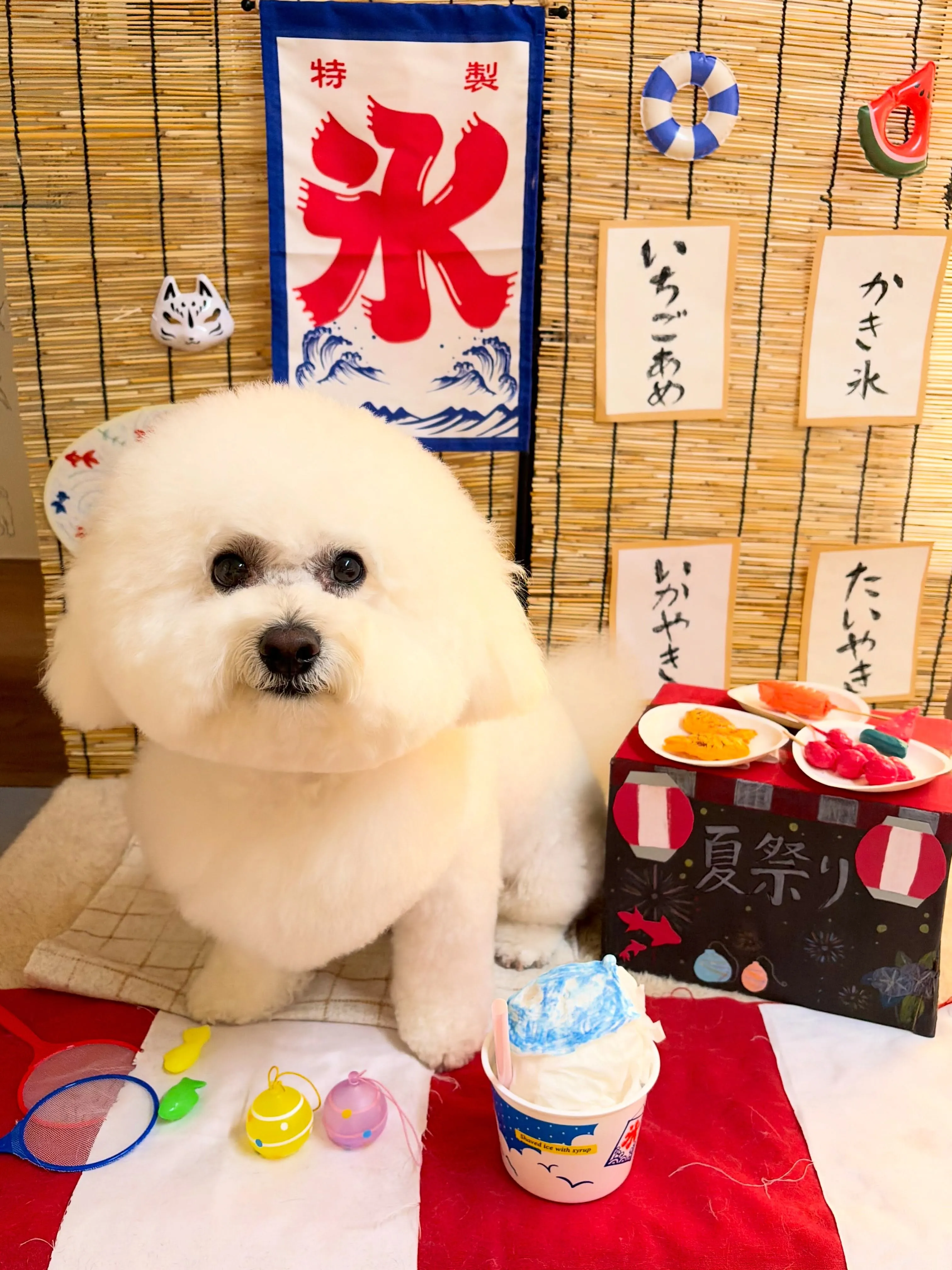 🍃8/14のトリミング🍃ビションフリーゼ🐶｜名東区・千種区・...
