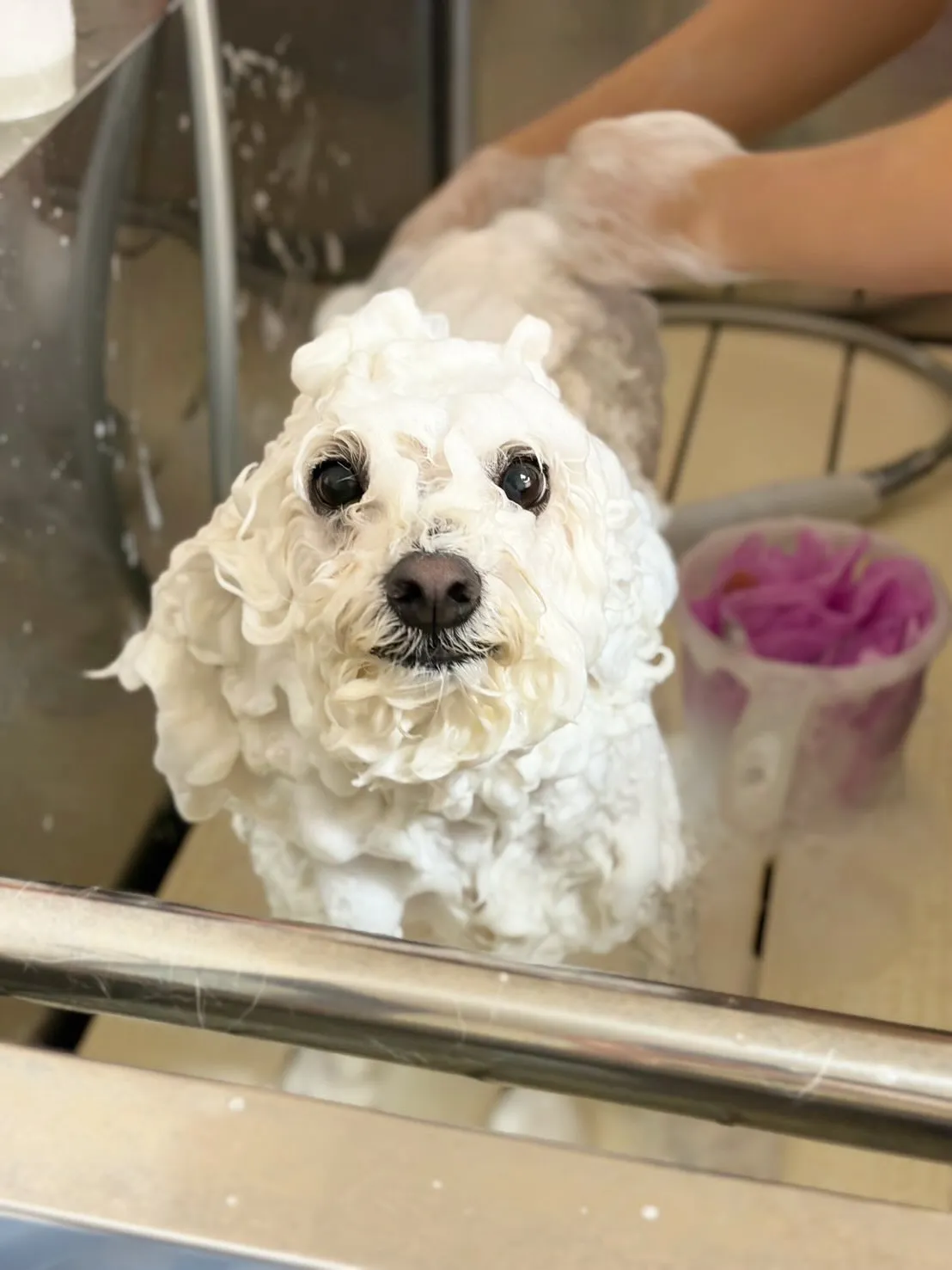 🍃8/14のトリミング🍃ビションフリーゼ🐶｜名東区・千種区・...