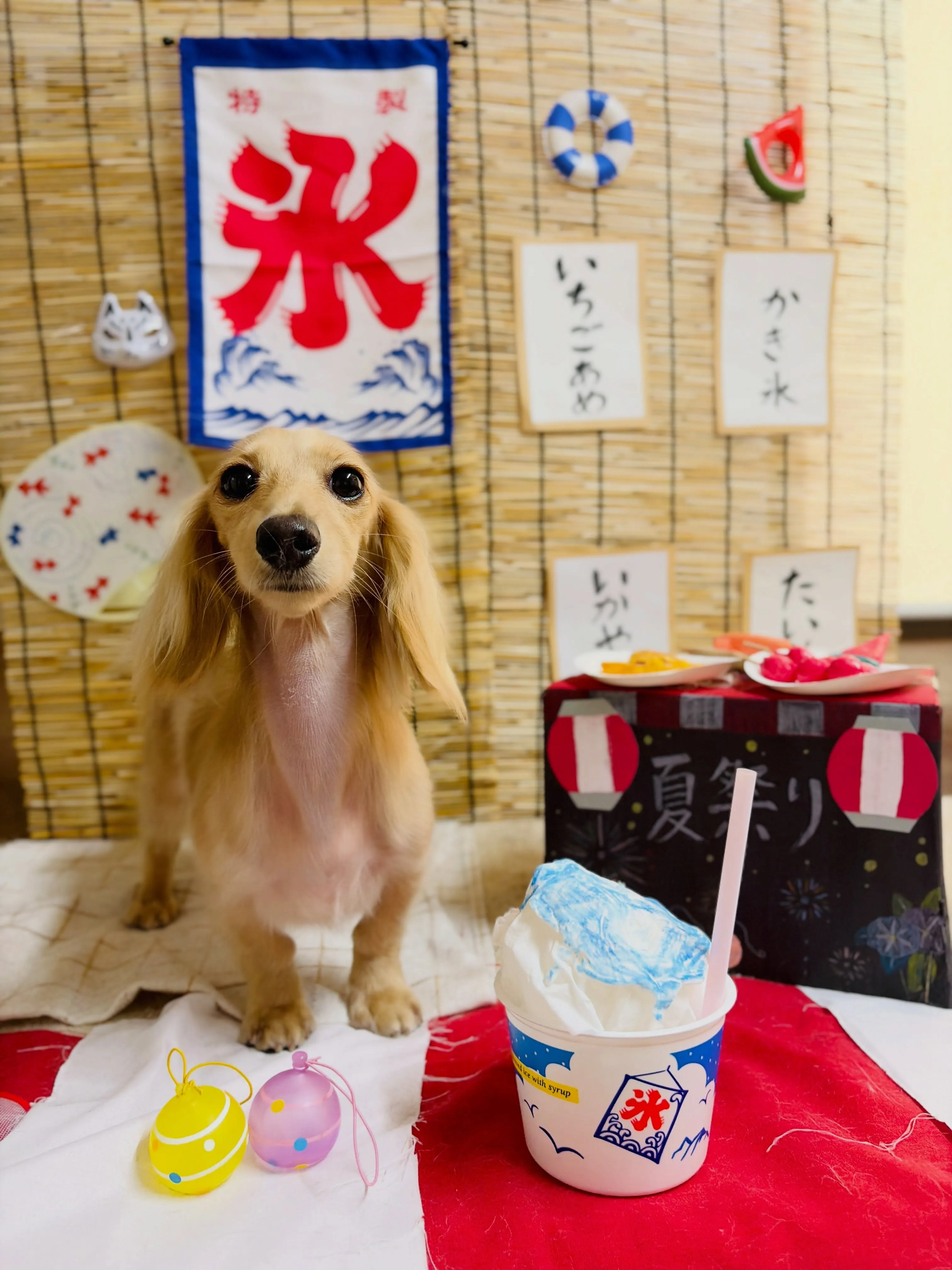 🍃8/14のトリミング🍃ダックス🐶｜名東区・千種区・守山区の...