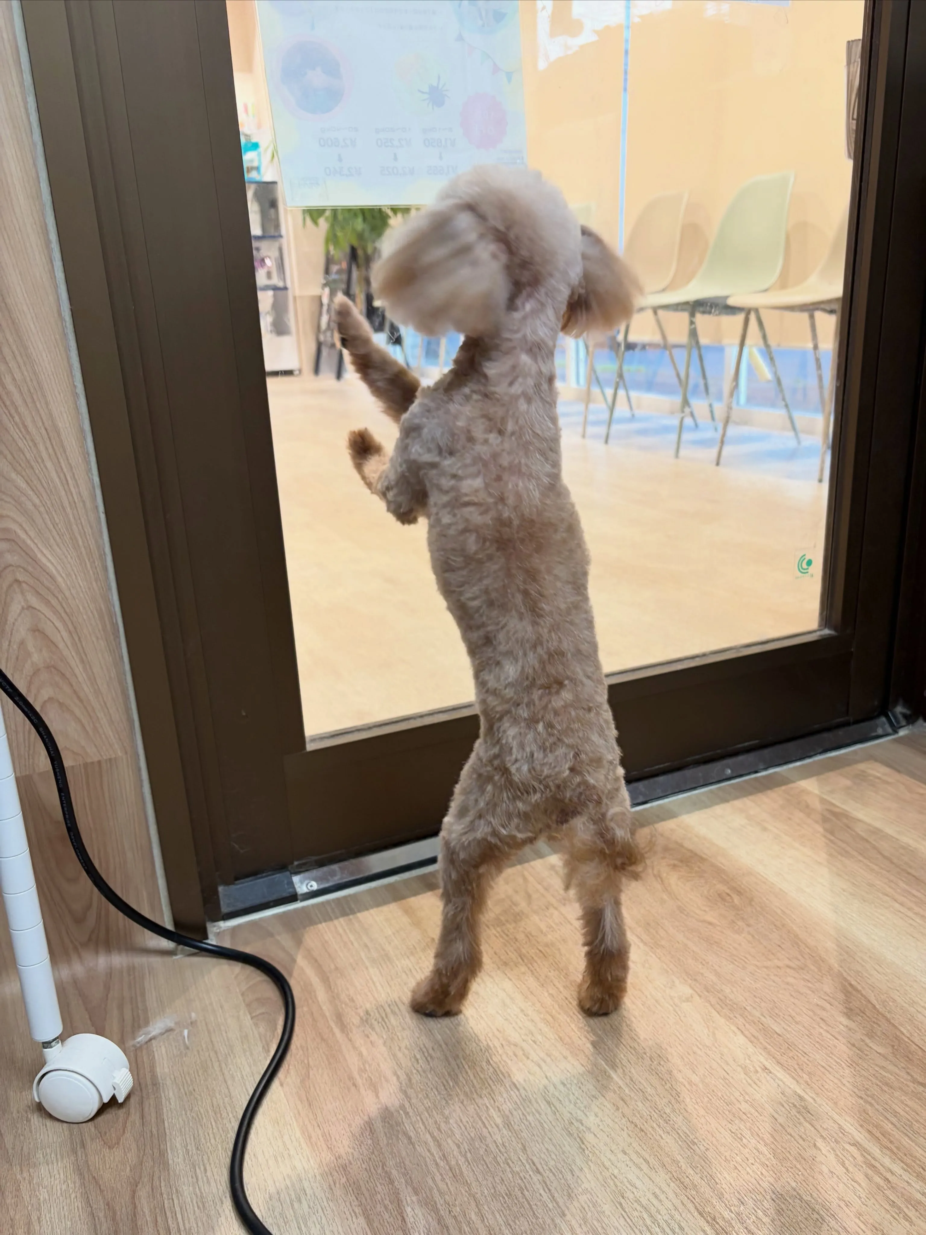 🍃8/14のトリミング🍃プードル🐶｜名東区・千種区・守山区の...