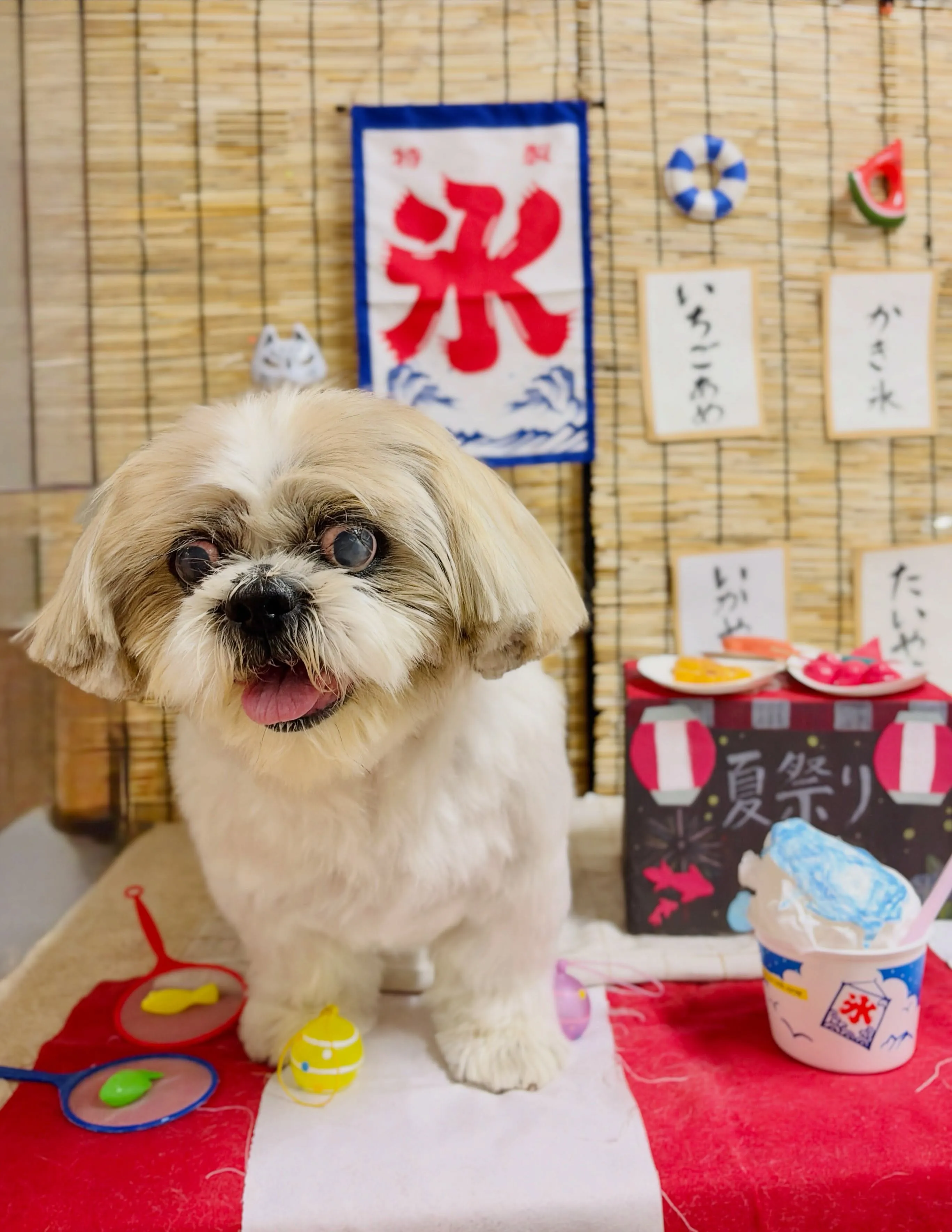 🍃8/14のトリミング🍃シーズー🐶｜名東区・千種区・守山区の...