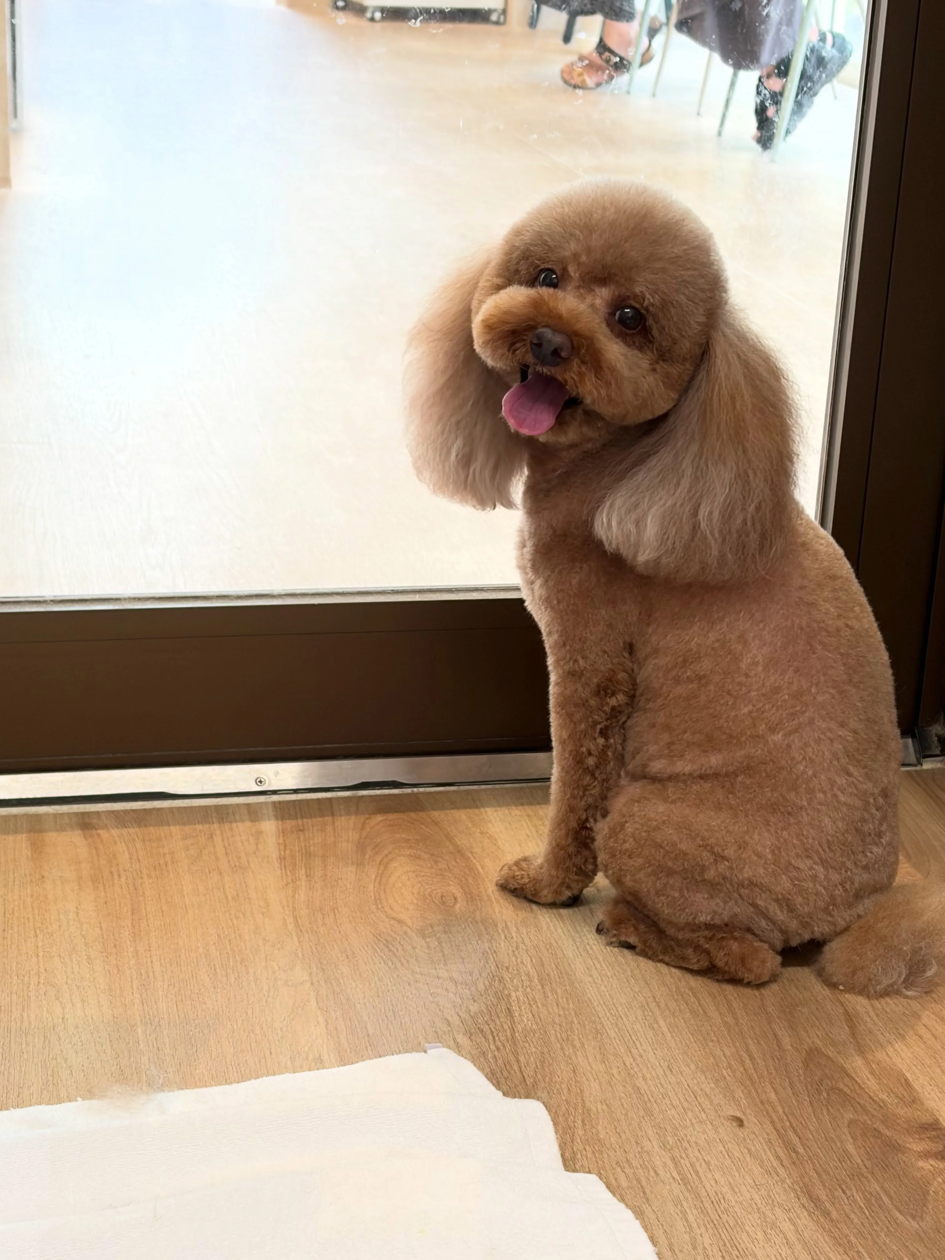 🍃7/15のトリミング🍃プードル🐶｜名東区・千種区・守山区の...