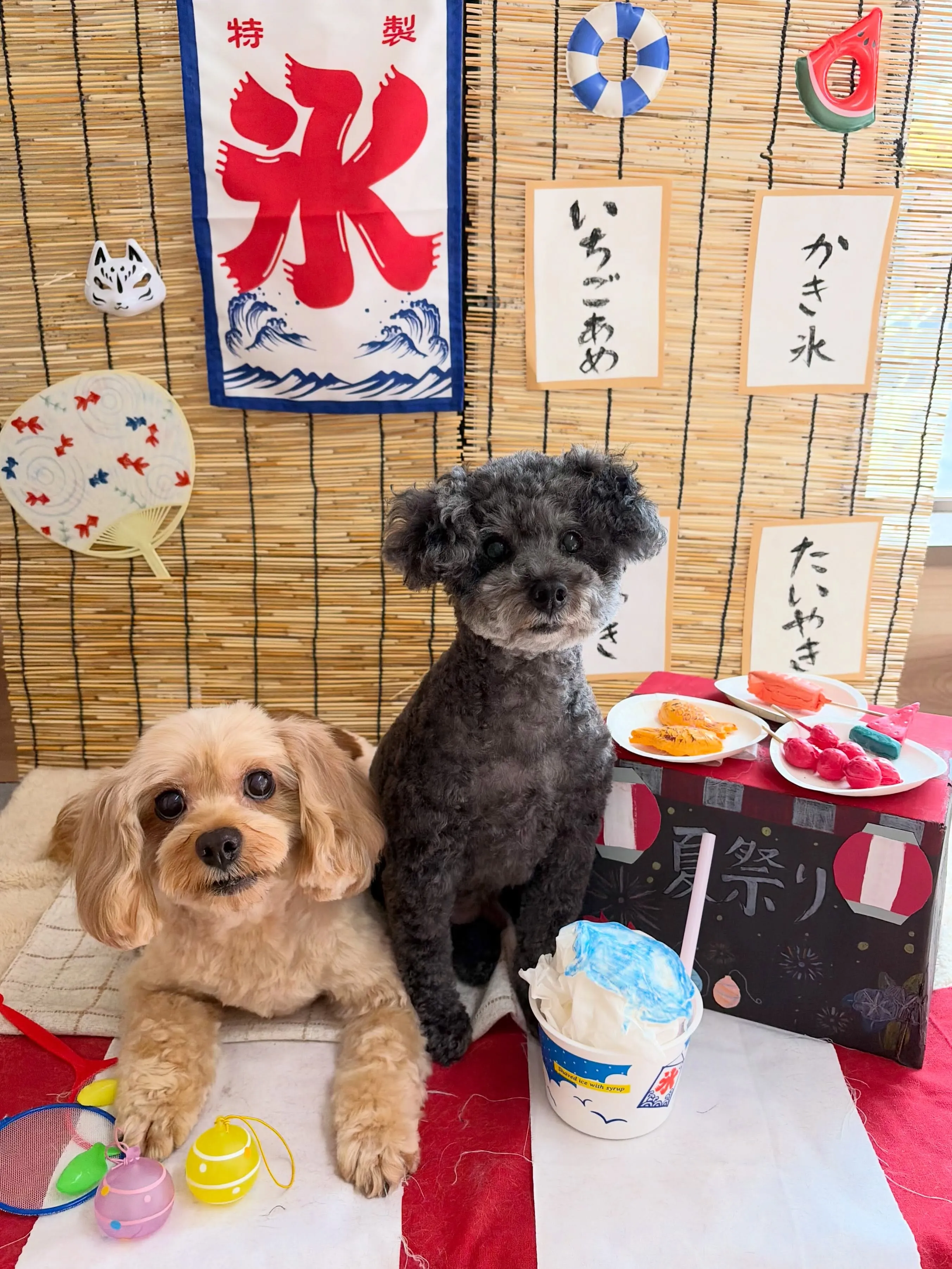 🍃5/15のトリミング🍃プードル🐶ミックス犬🐶｜名東区・千種...