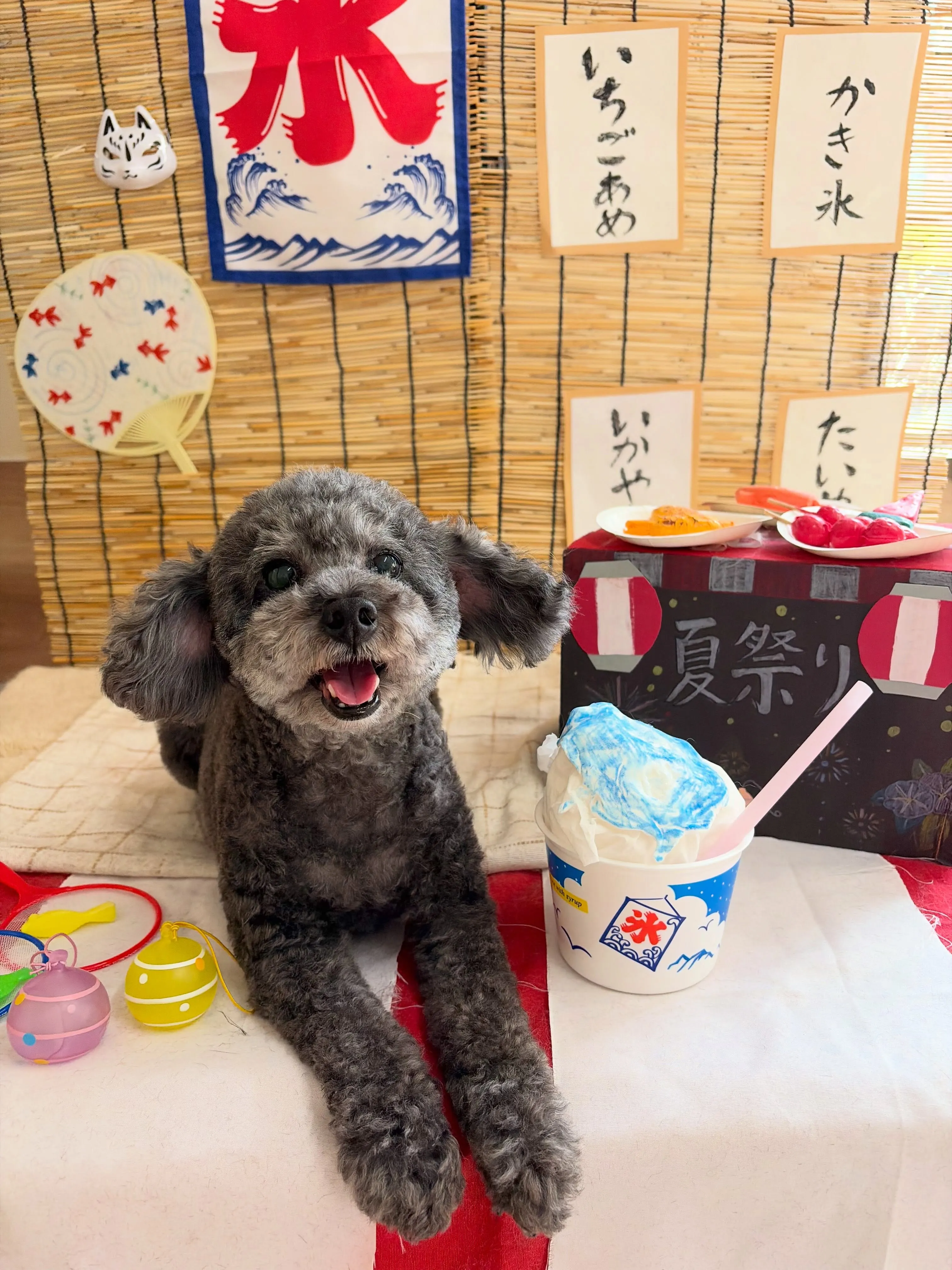 🍃5/15のトリミング🍃プードル🐶ミックス犬🐶｜名東区・千種...