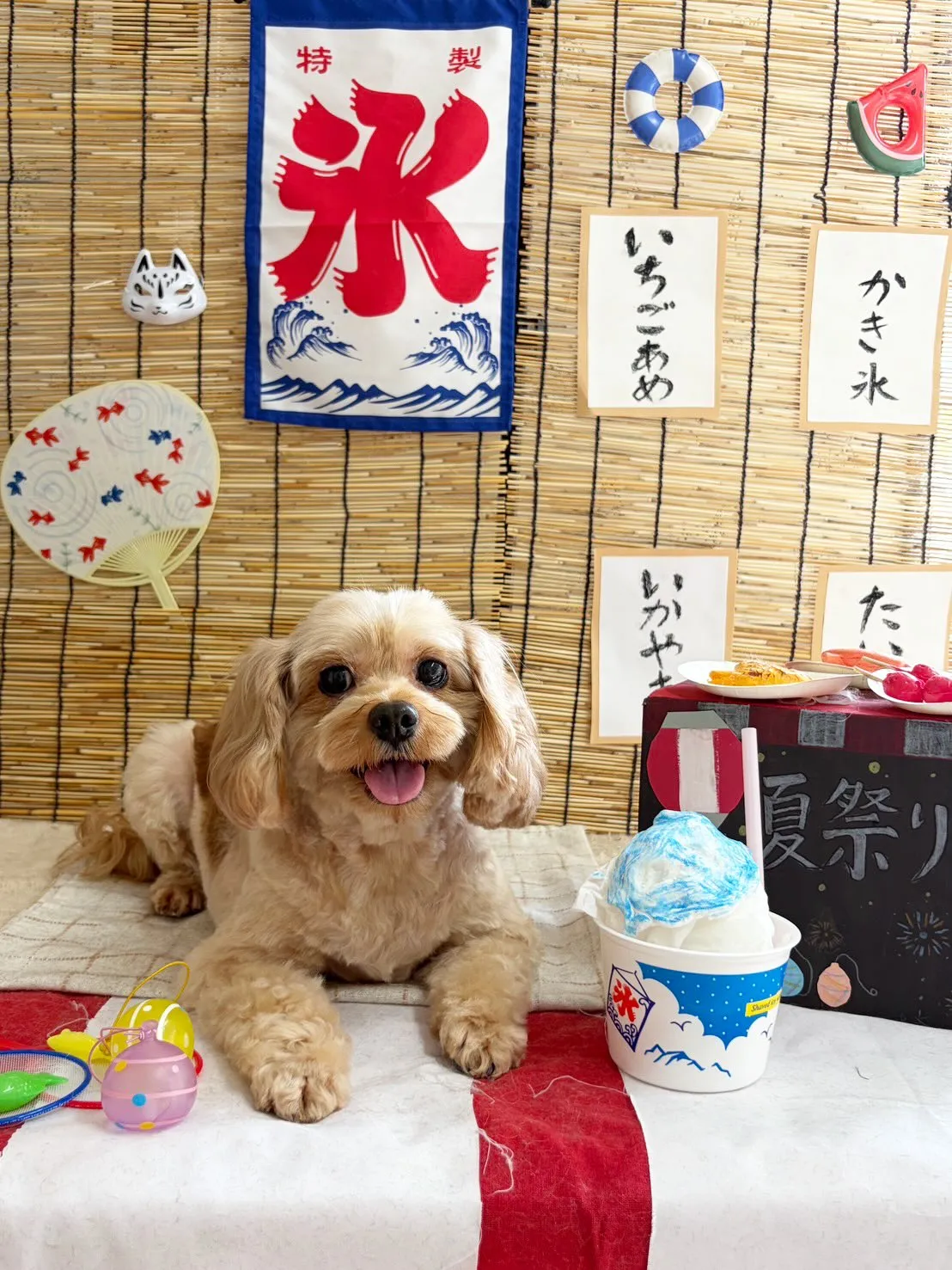🍃5/15のトリミング🍃プードル🐶ミックス犬🐶｜名東区・千種...