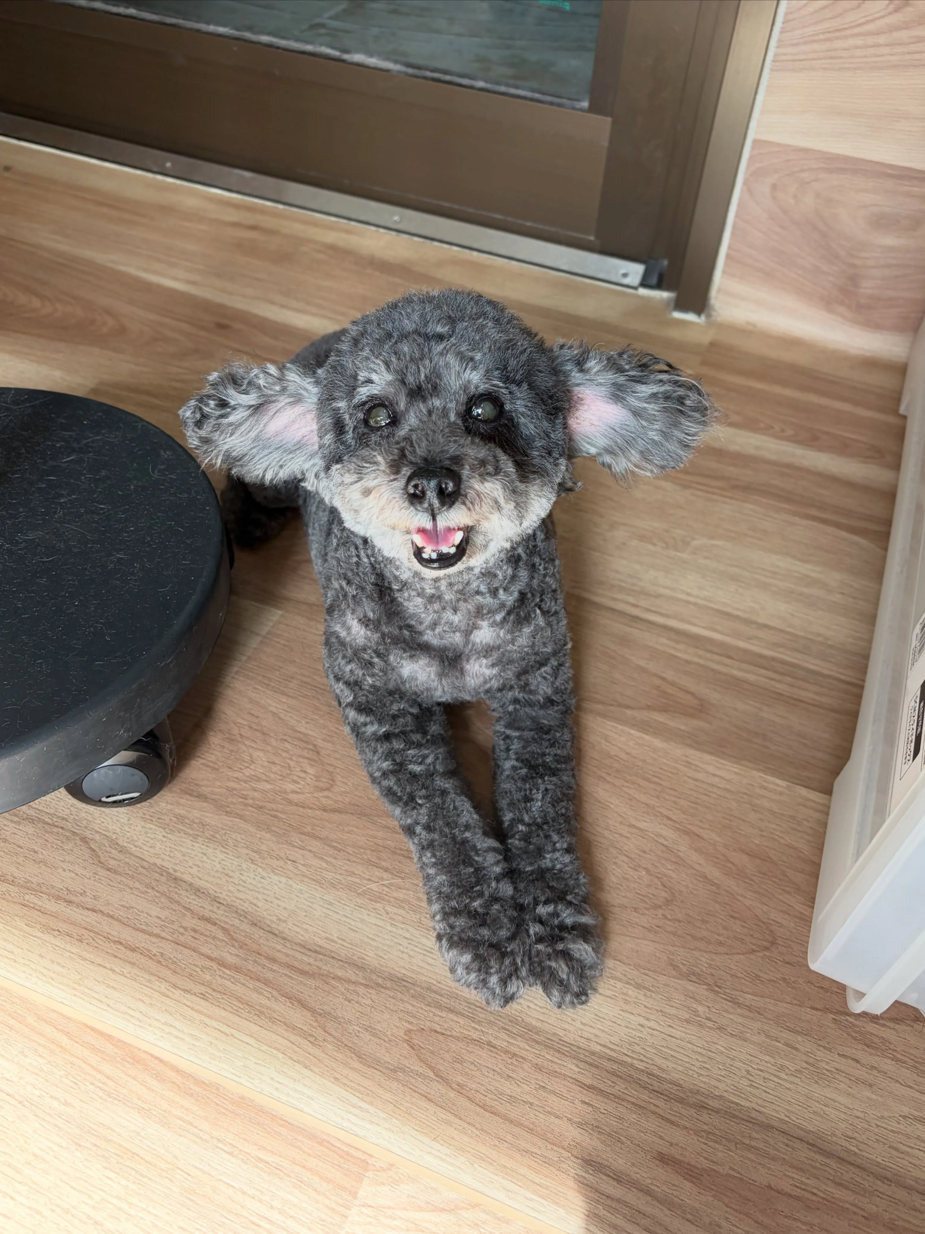 🍃5/15のトリミング🍃プードル🐶ミックス犬🐶｜名東区・千種...