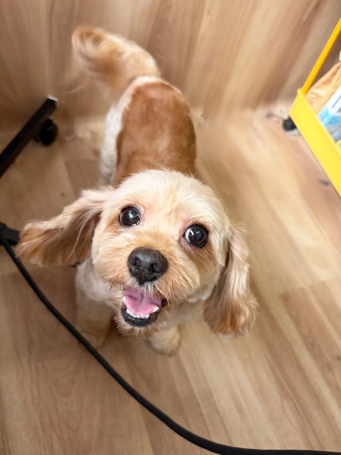 🍃5/15のトリミング🍃プードル🐶ミックス犬🐶｜名東区・千種...
