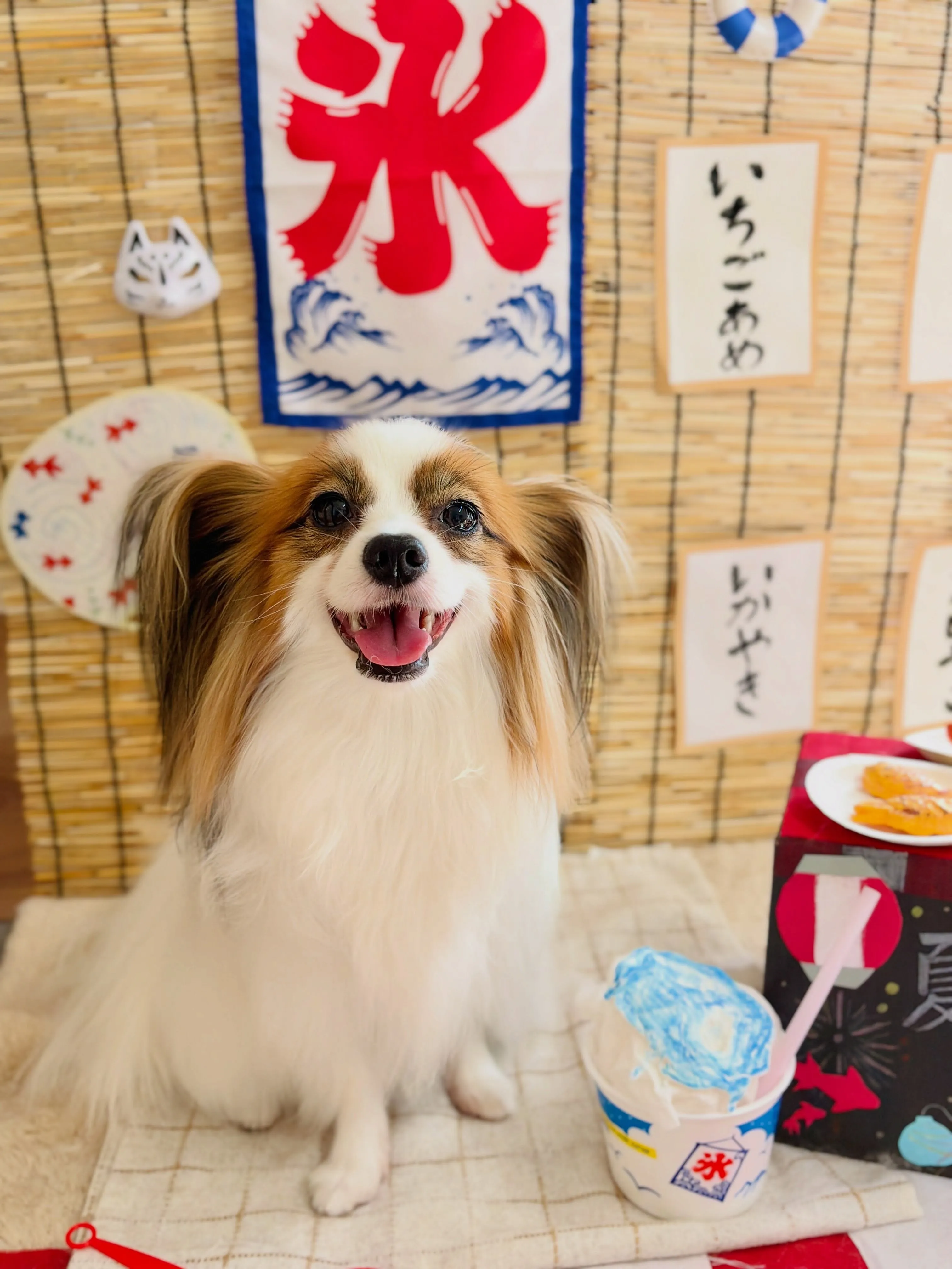 🍃8/15のトリミング🍃パピヨン🐶｜名東区・千種区・守山区の...