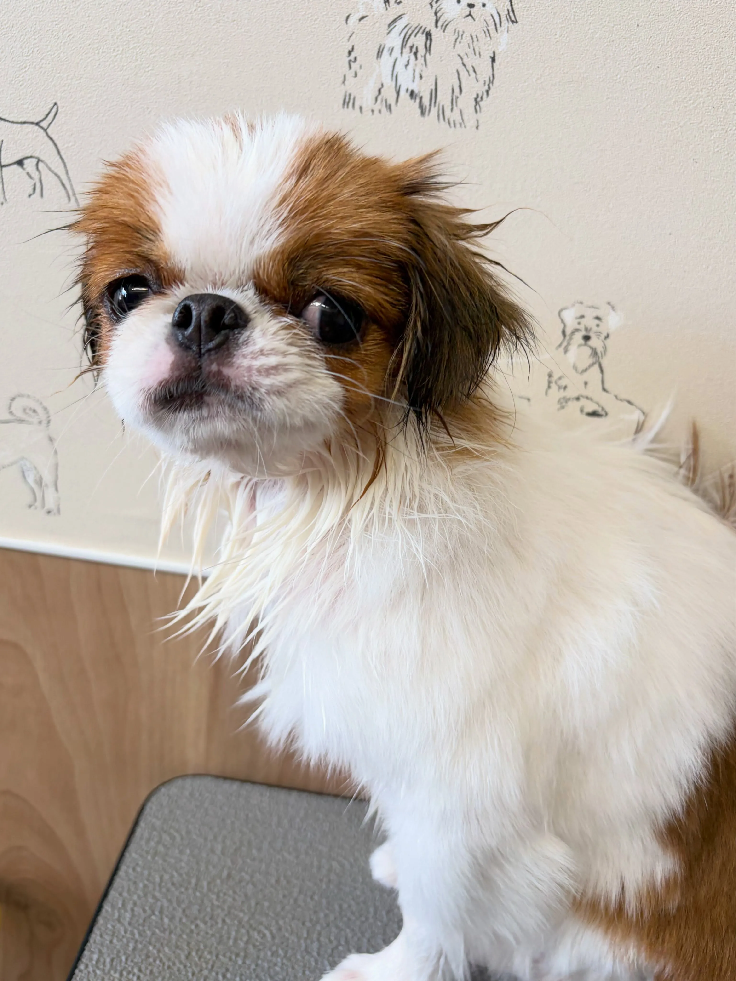 🍃8/16のトリミング🍃狆🐶｜名東区・千種区・守山区の動物病...
