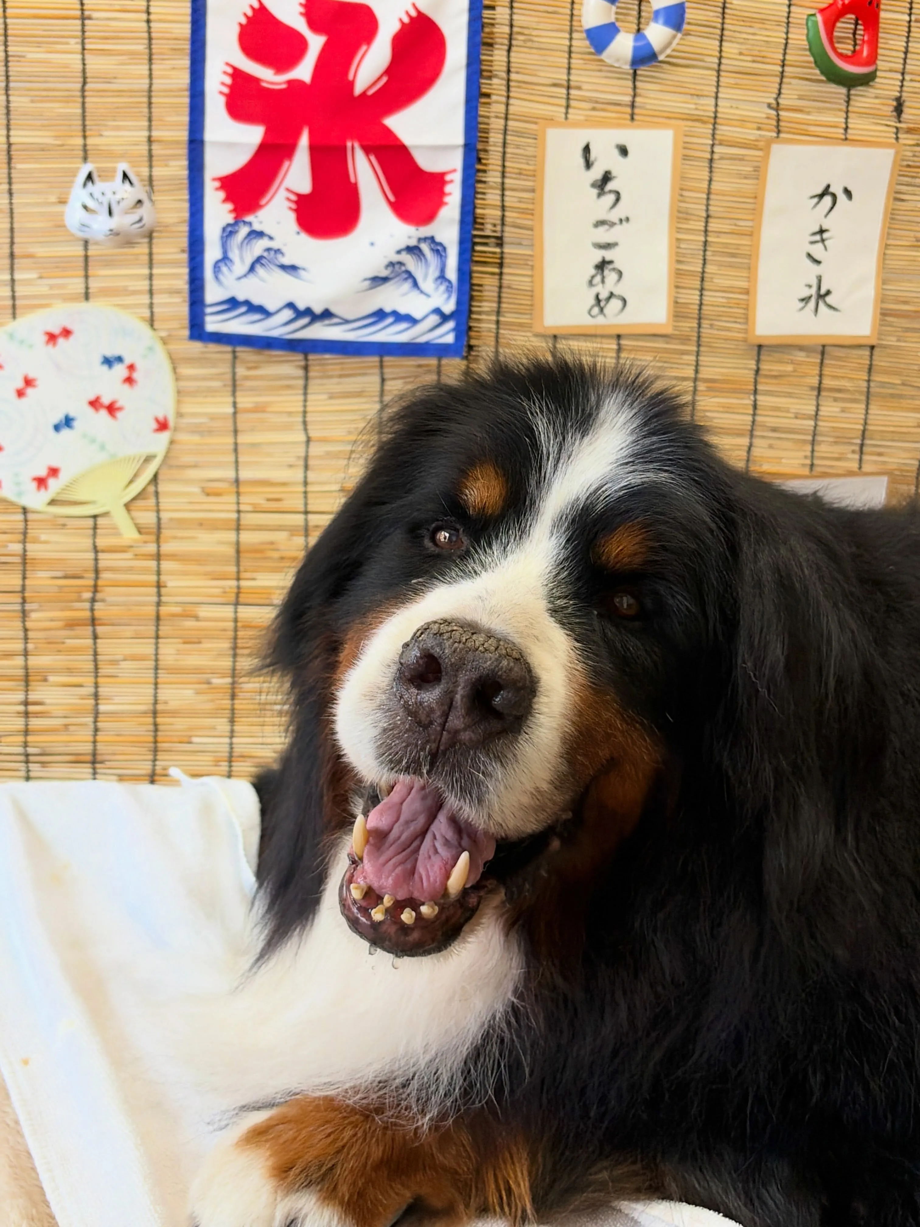🍃8/16のトリミング🍃バーニーズマウンテンドッグ🐶｜名東区...
