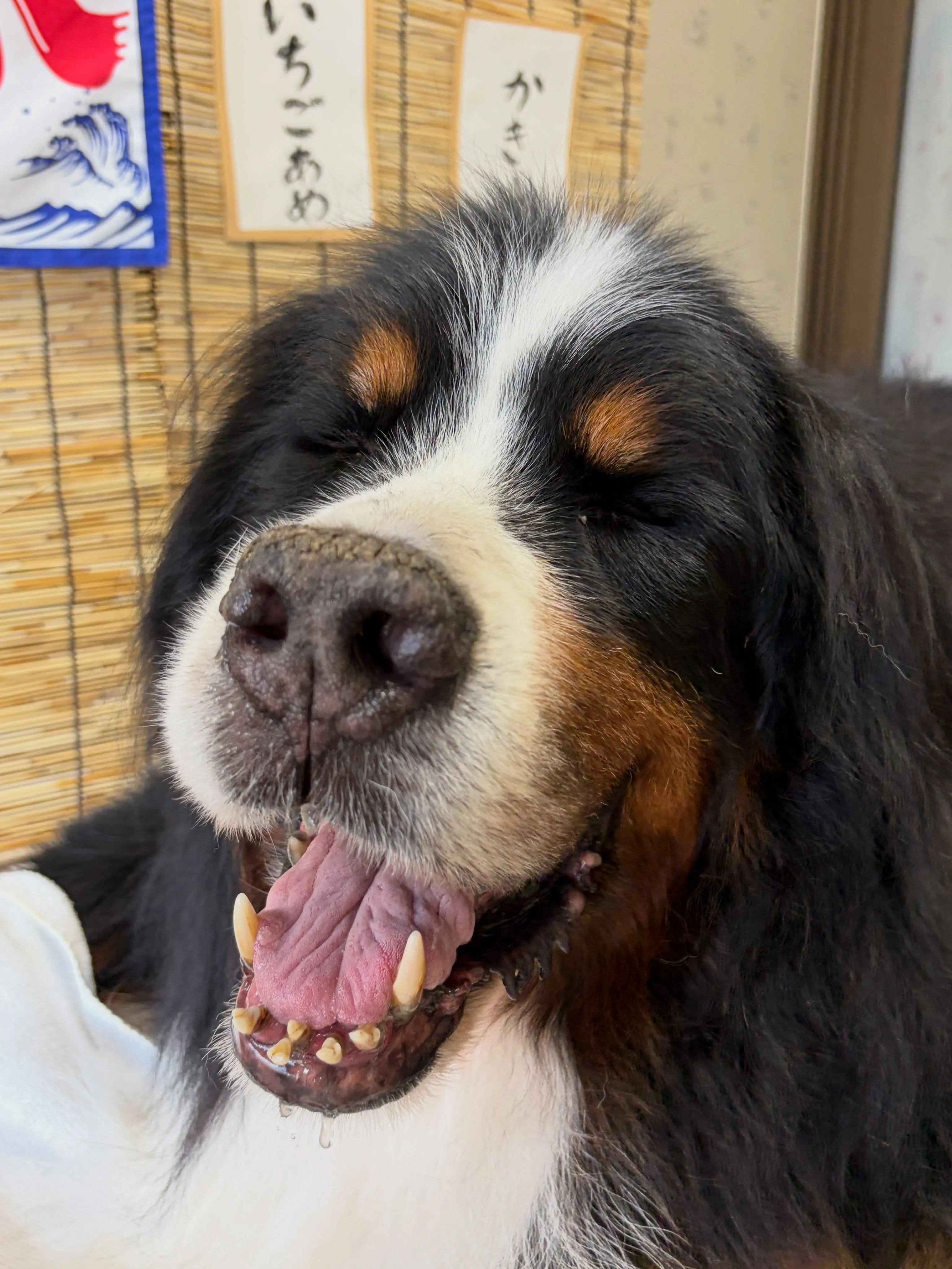 🍃8/16のトリミング🍃バーニーズマウンテンドッグ🐶｜名東区...