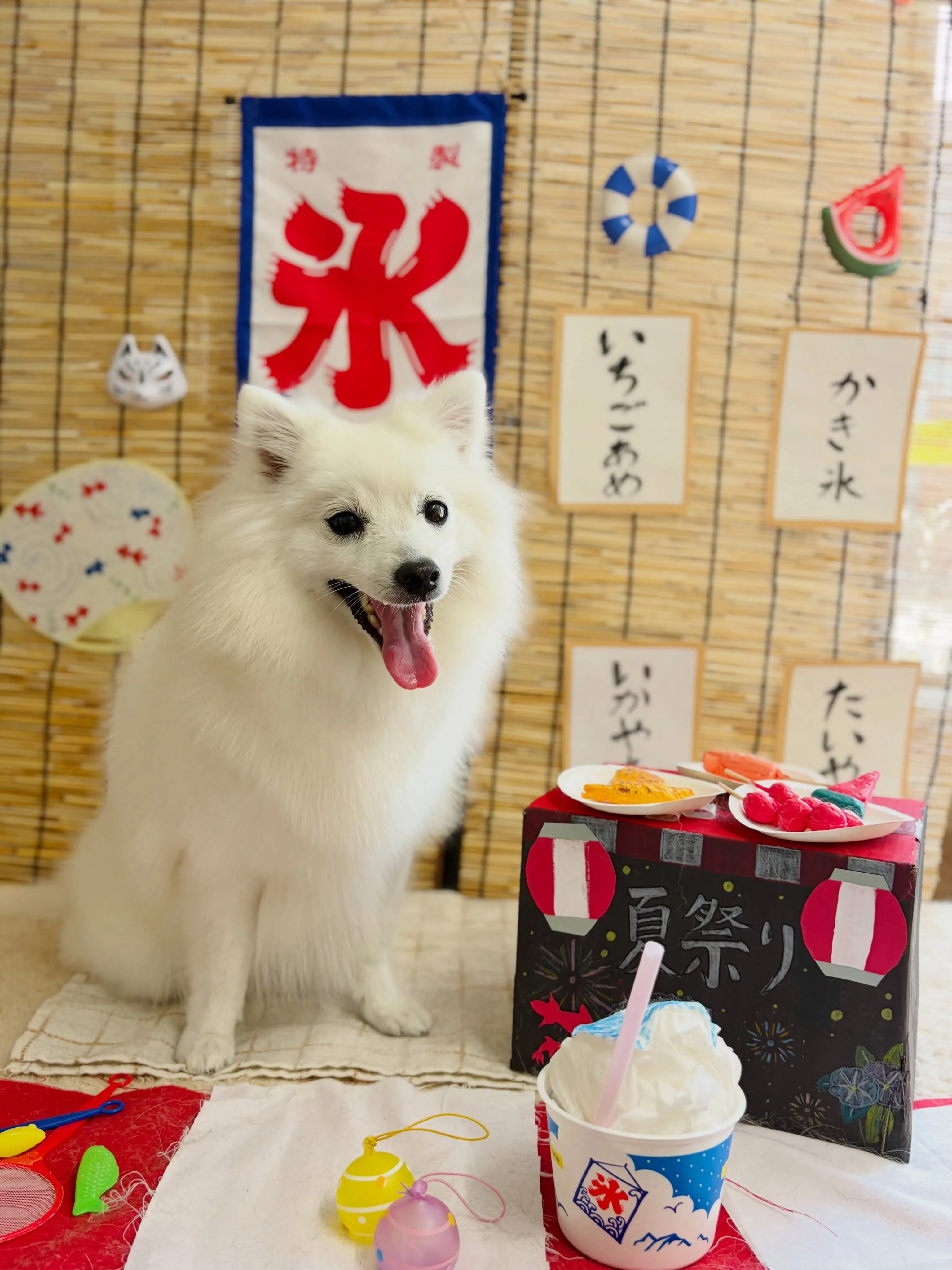 🍃8/16のトリミング🍃スピッツ🐶｜名東区・千種区・守山区の...