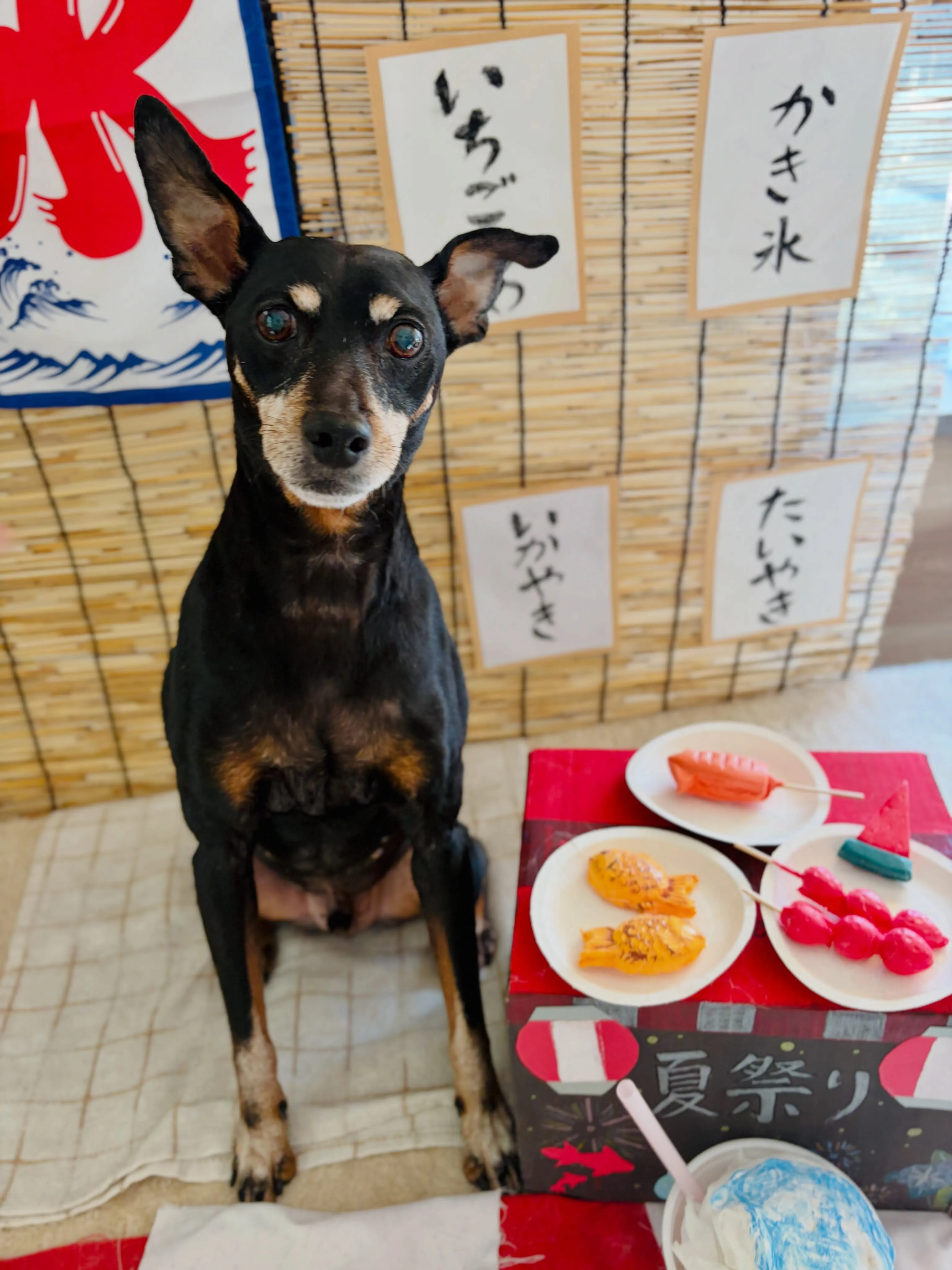 🍃8/16のトリミング🍃ミニチュアピンシャー 🐶｜名東区・千...