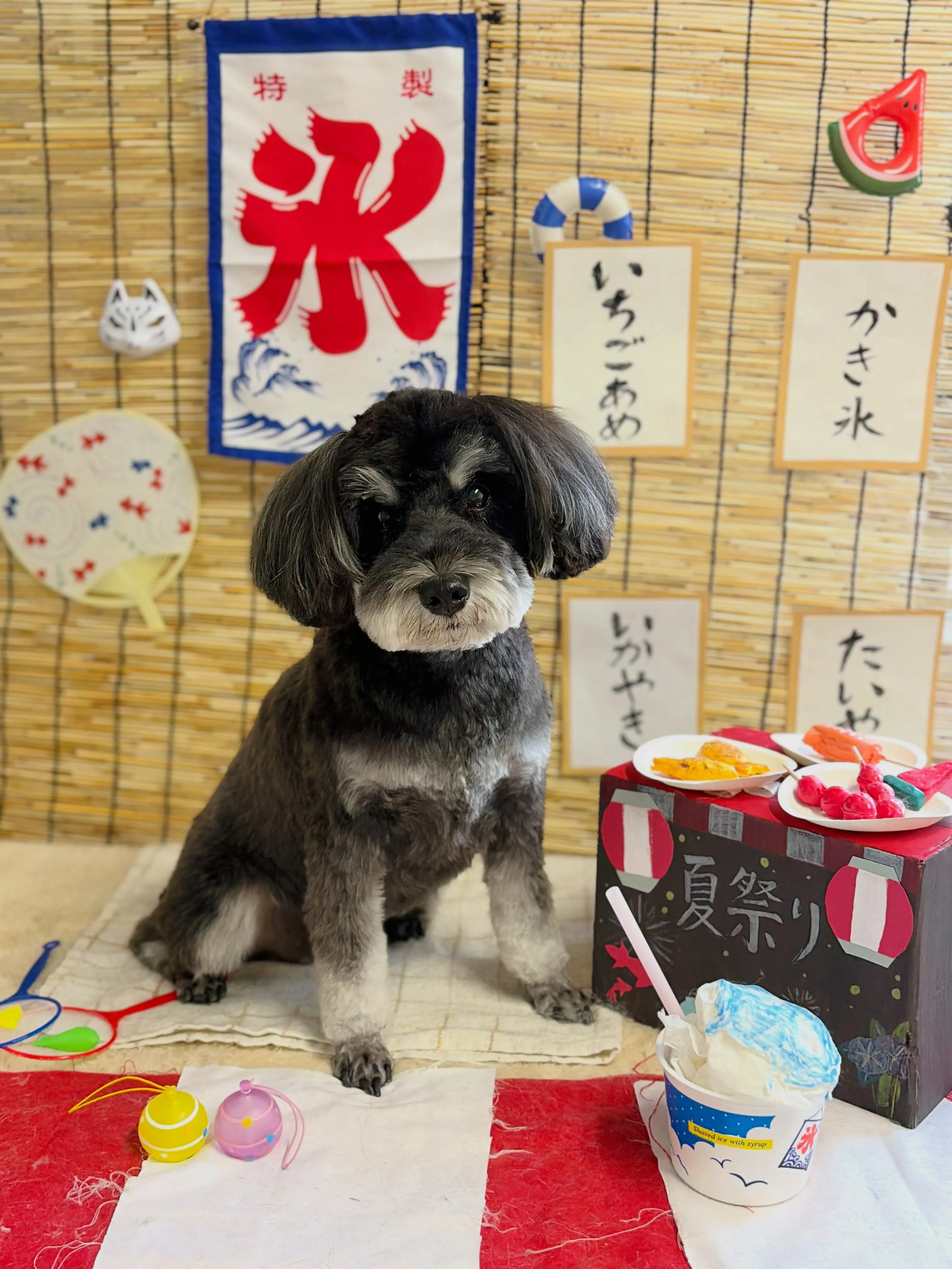 🍃8/17のトリミング🍃シュナウザー🐶｜名東区・千種区・守山...