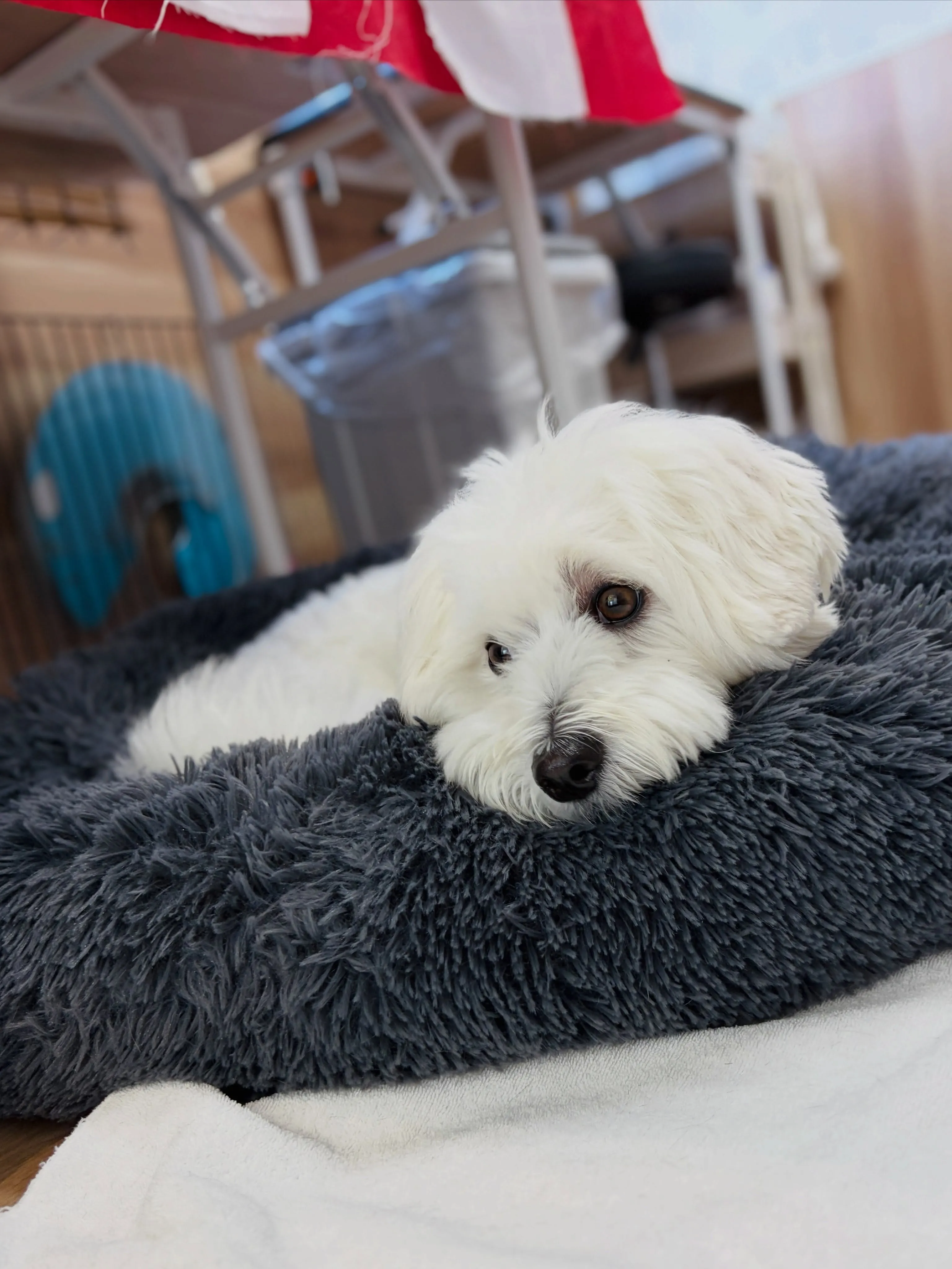 🍃8/17のトリミング🍃ミックス犬🐶｜名東区・千種区・守山区...