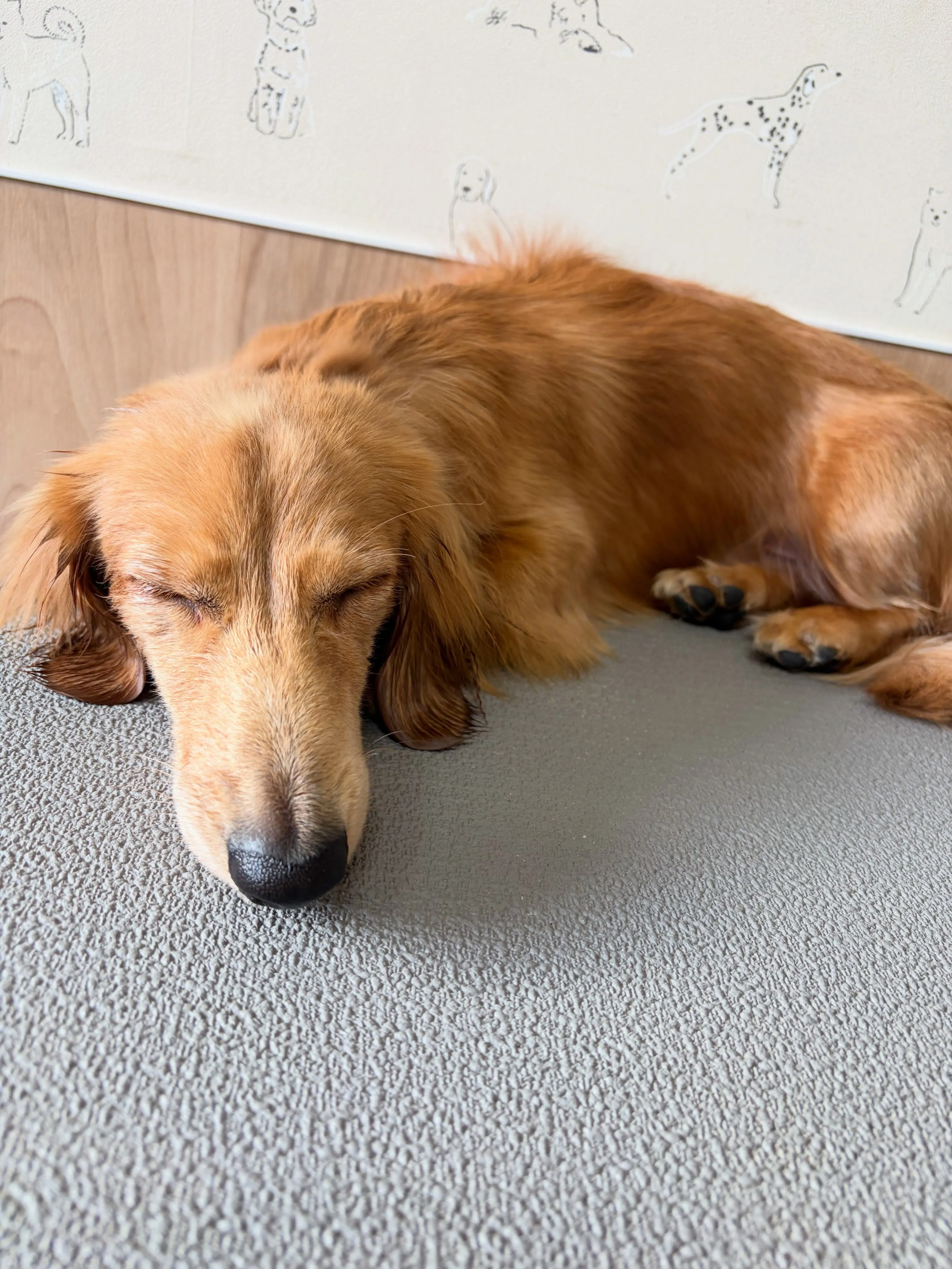 🍃8/18のトリミング🍃ダックス🐶|名東区・千種区・守山区の...