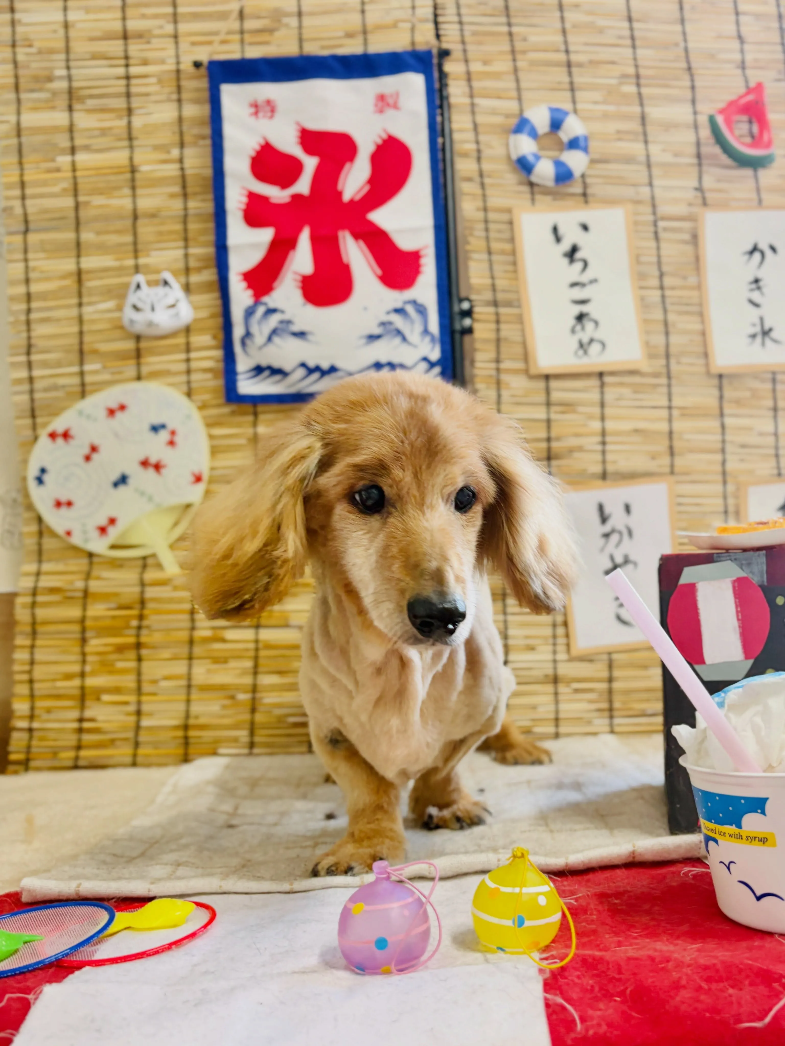 🍃8/19のトリミング🍃ダックス🐶｜名東区・千種区・守山区の...