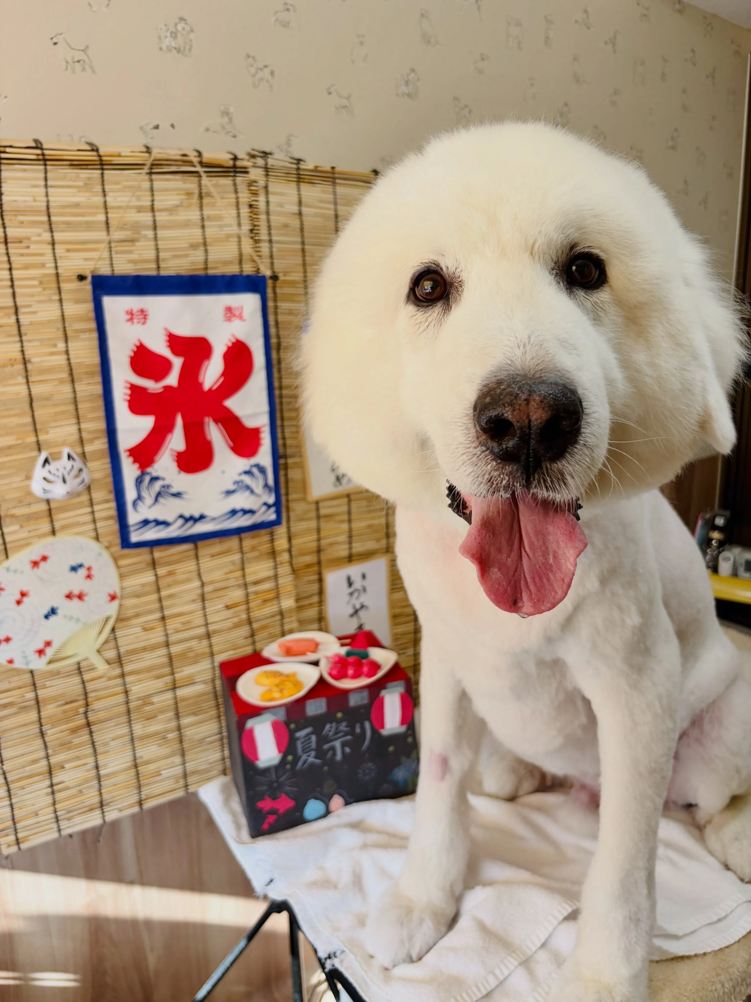 🍃8/19のトリミング🍃グレート・ピレニーズ🐶|名東区・千種...