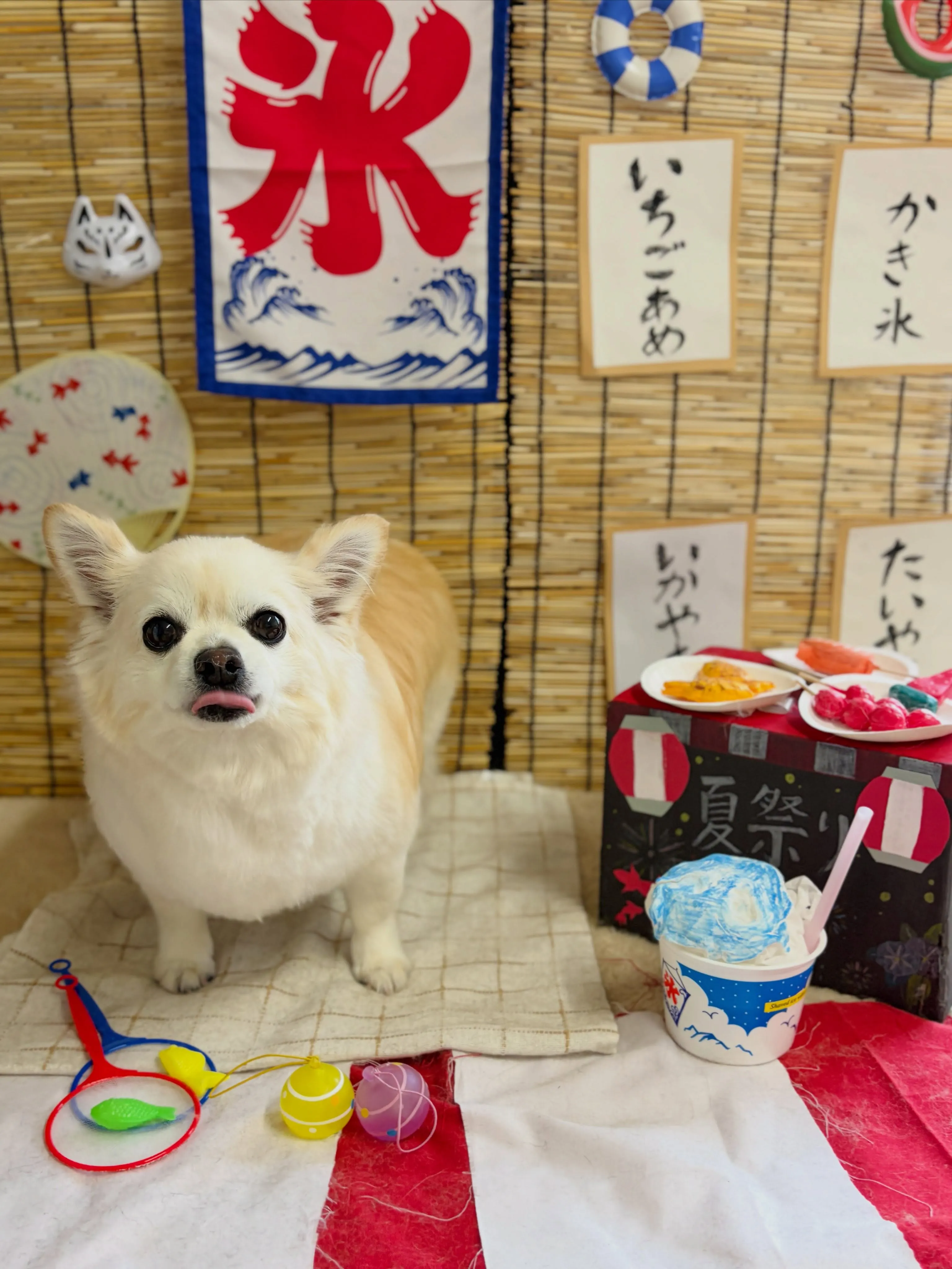 🍃8/21のトリミング🍃プードル🐶ミックス犬🐶チワワ🐶|名東...