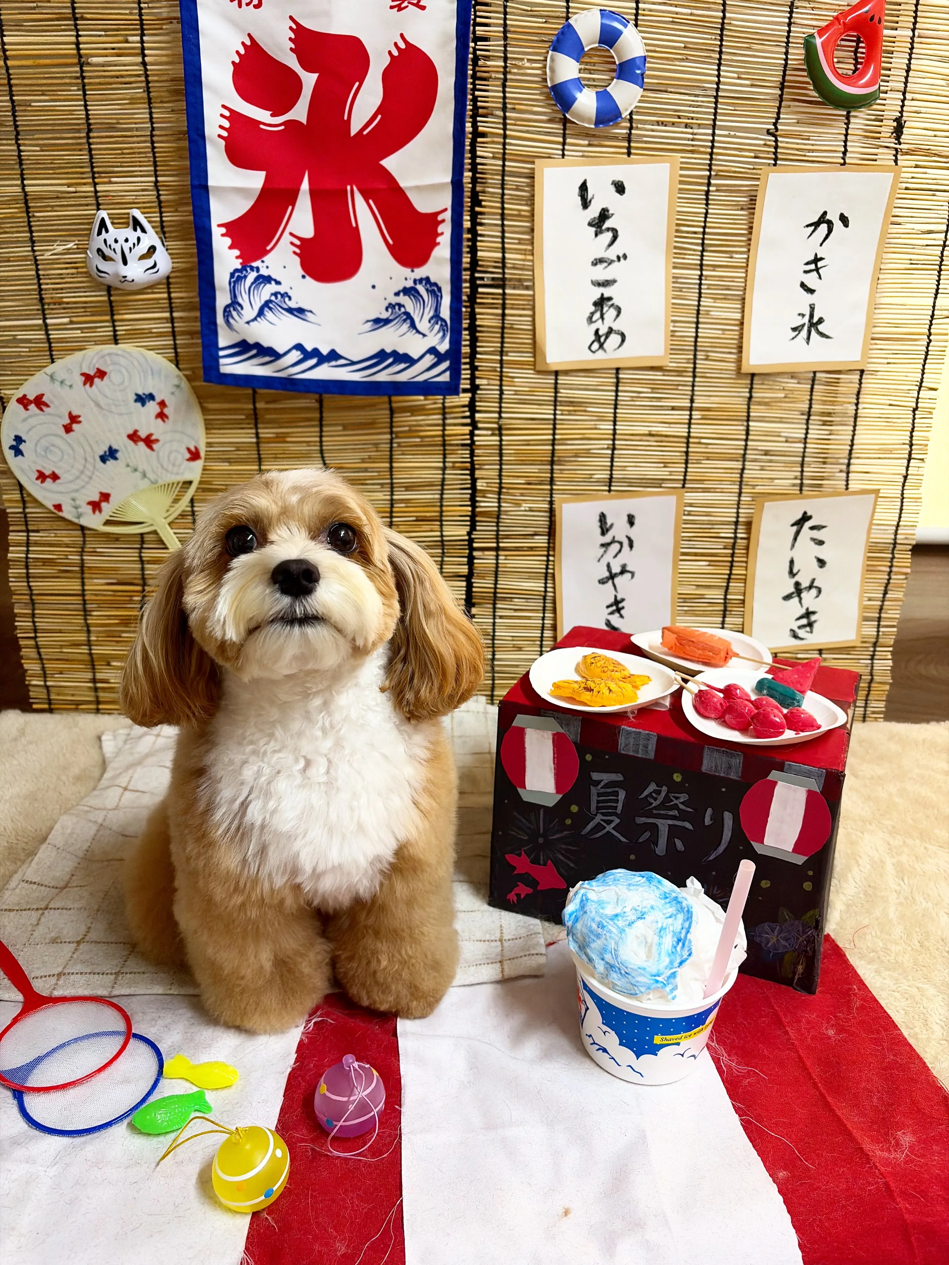 🍃8/21のトリミング🍃プードル🐶ミックス犬🐶チワワ🐶|名東...