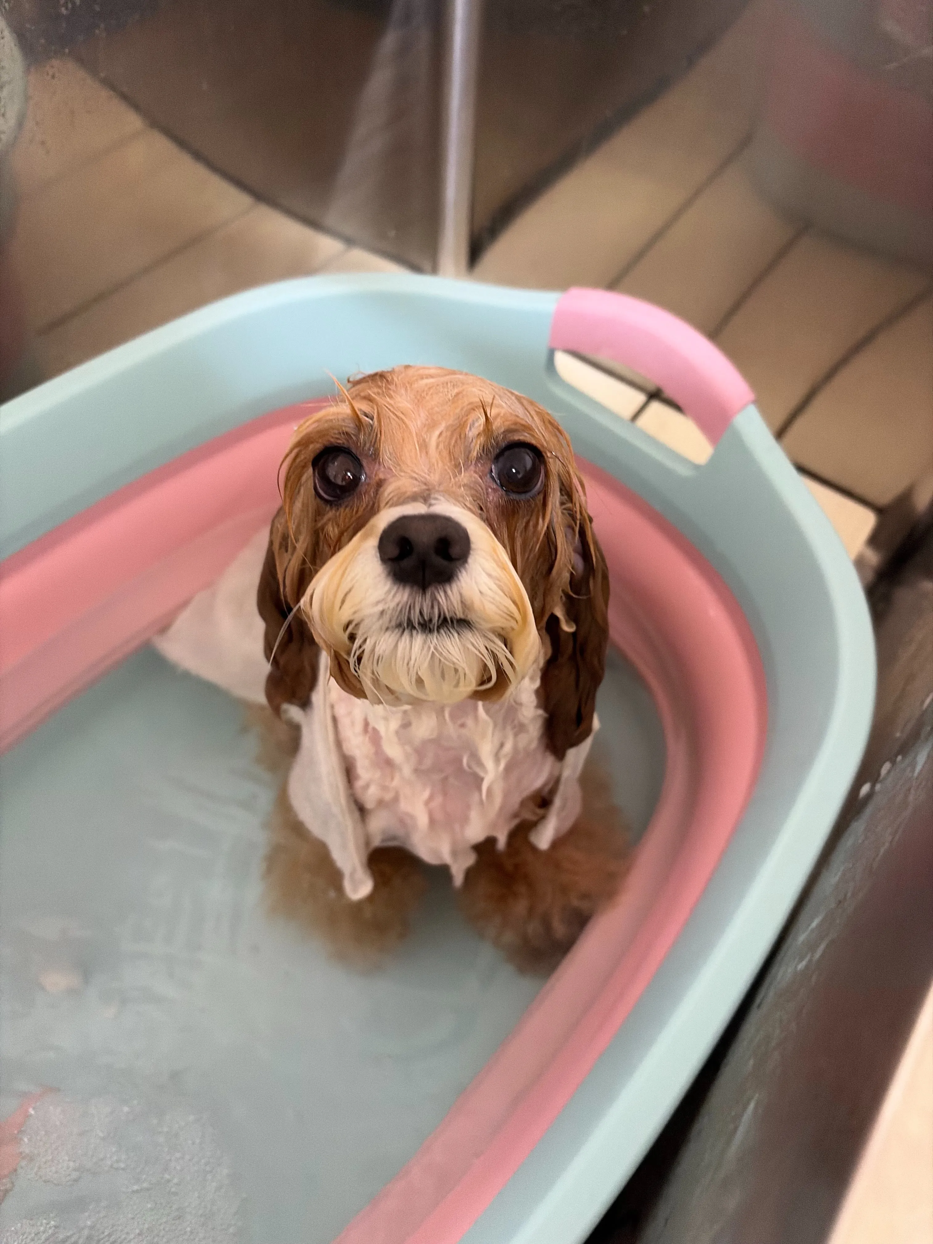 🍃8/21のトリミング🍃プードル🐶ミックス犬🐶チワワ🐶|名東...