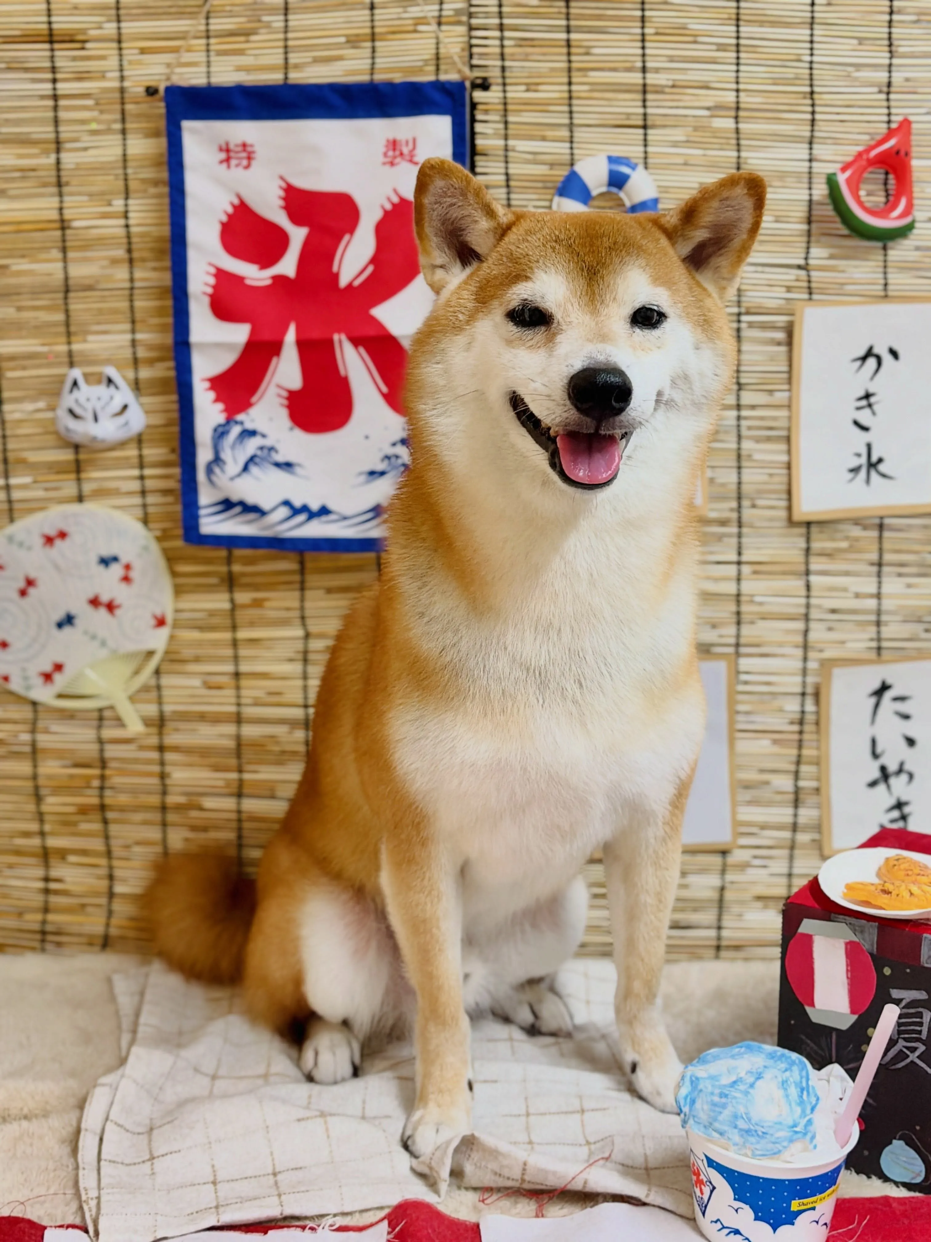 🍃8/19のトリミング🍃柴犬🐶｜名東区・千種区・守山区の動物...