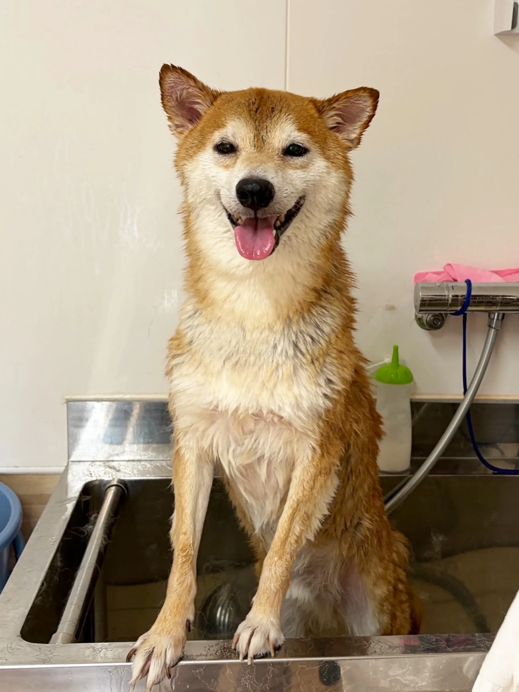 🍃8/19のトリミング🍃柴犬🐶｜名東区・千種区・守山区の動物...