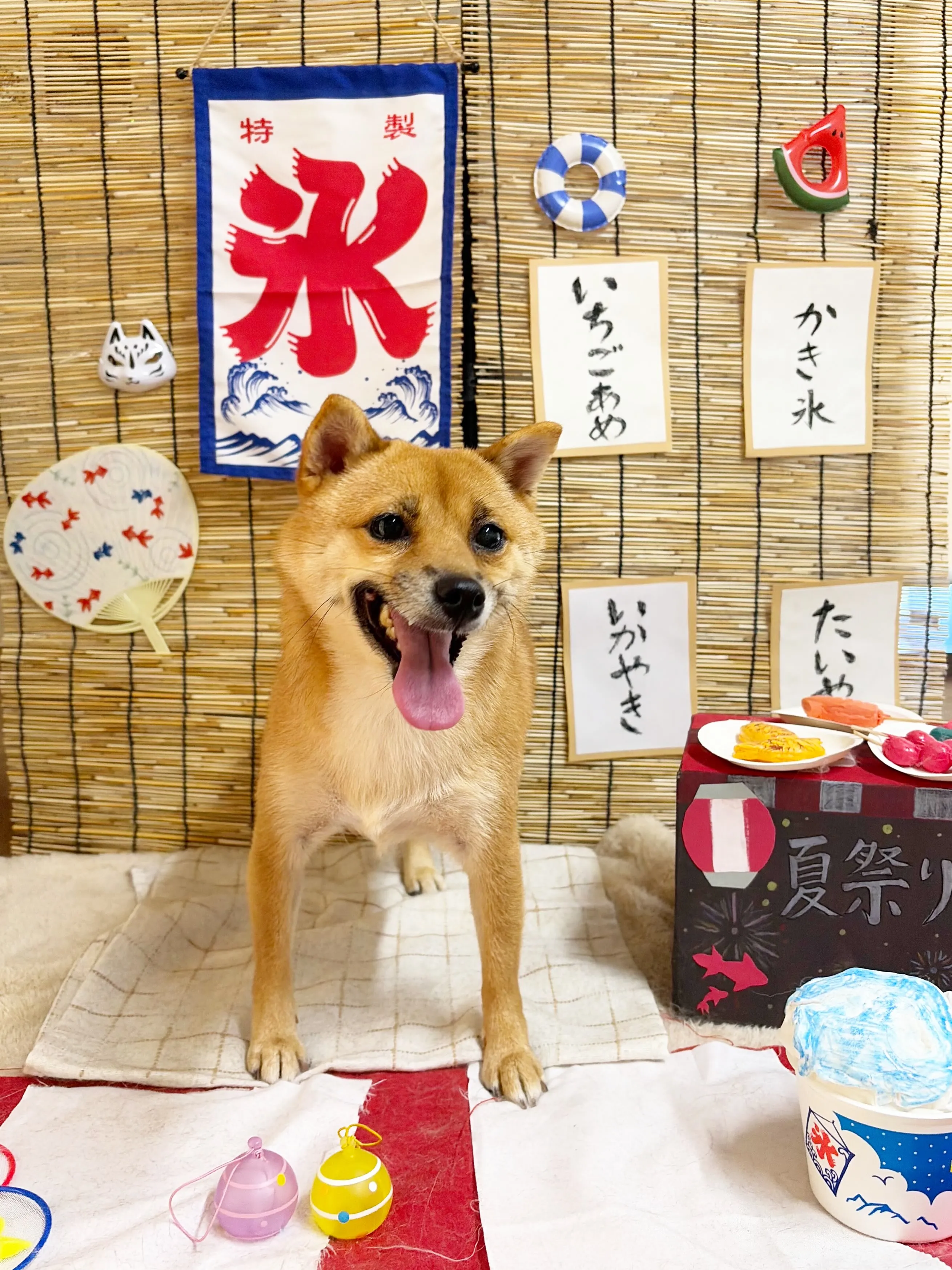 🍃8/19のトリミング🍃柴犬🐶｜名東区・千種区・守山区の動物...