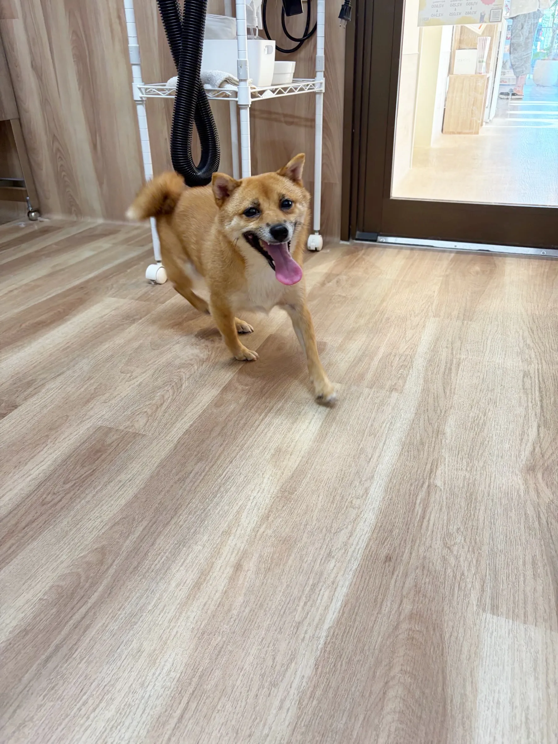 🍃8/19のトリミング🍃柴犬🐶｜名東区・千種区・守山区の動物...