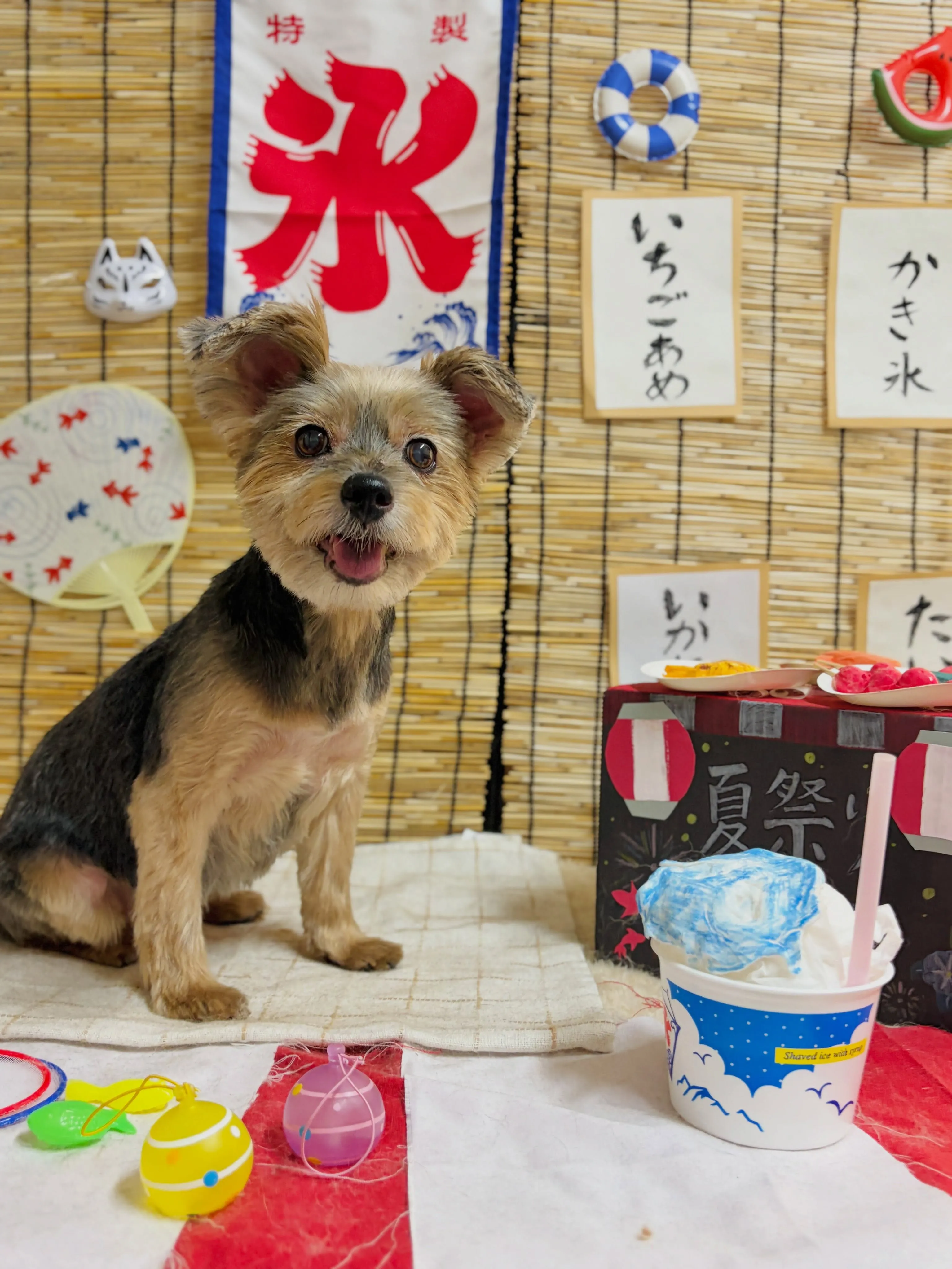 🍃8/21のトリミング🍃ヨークシャテリア🐶|名東区・千種区・...