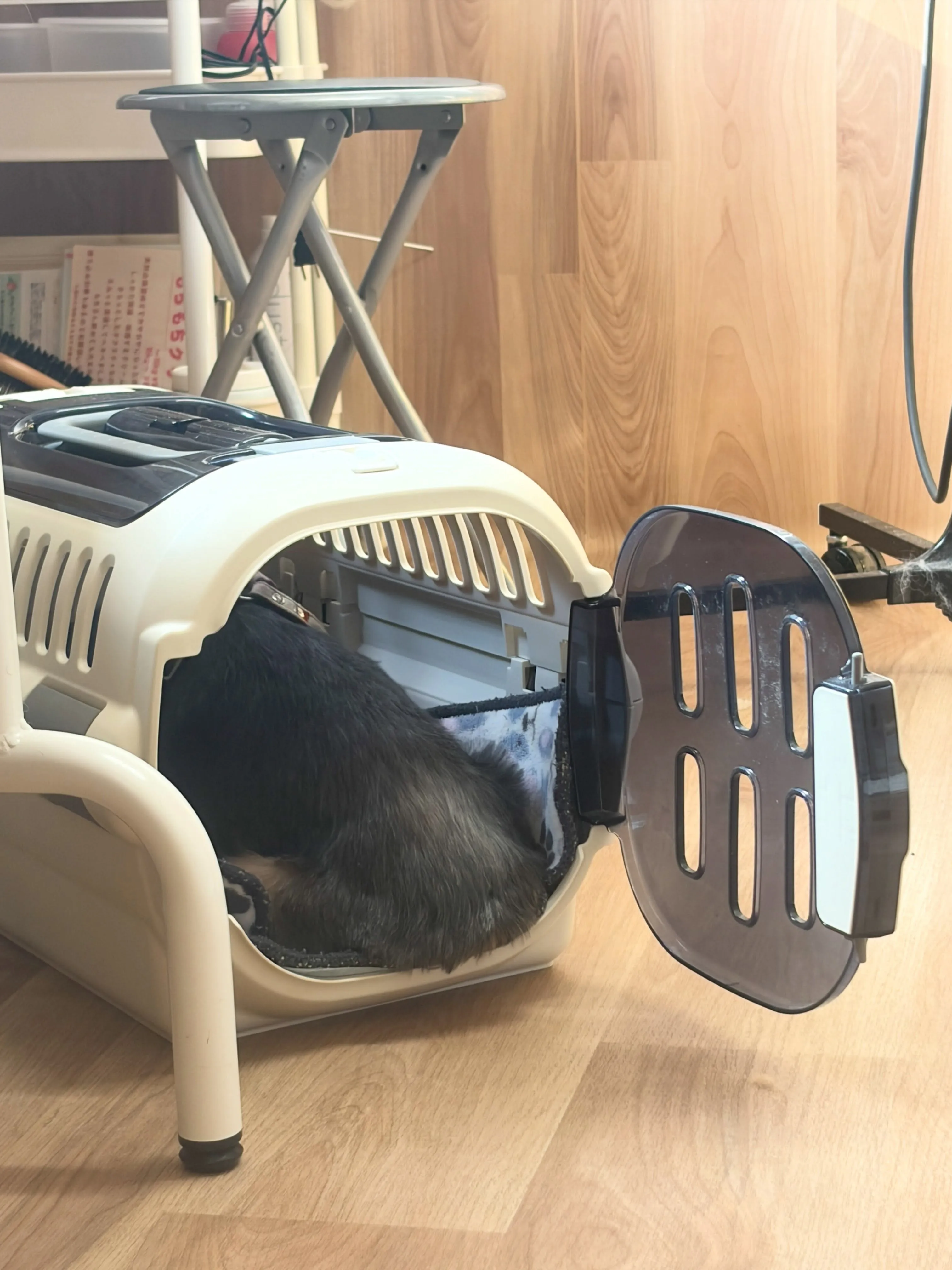 🍃8/21のトリミング🍃ヨークシャテリア🐶｜名東区・千種区・...