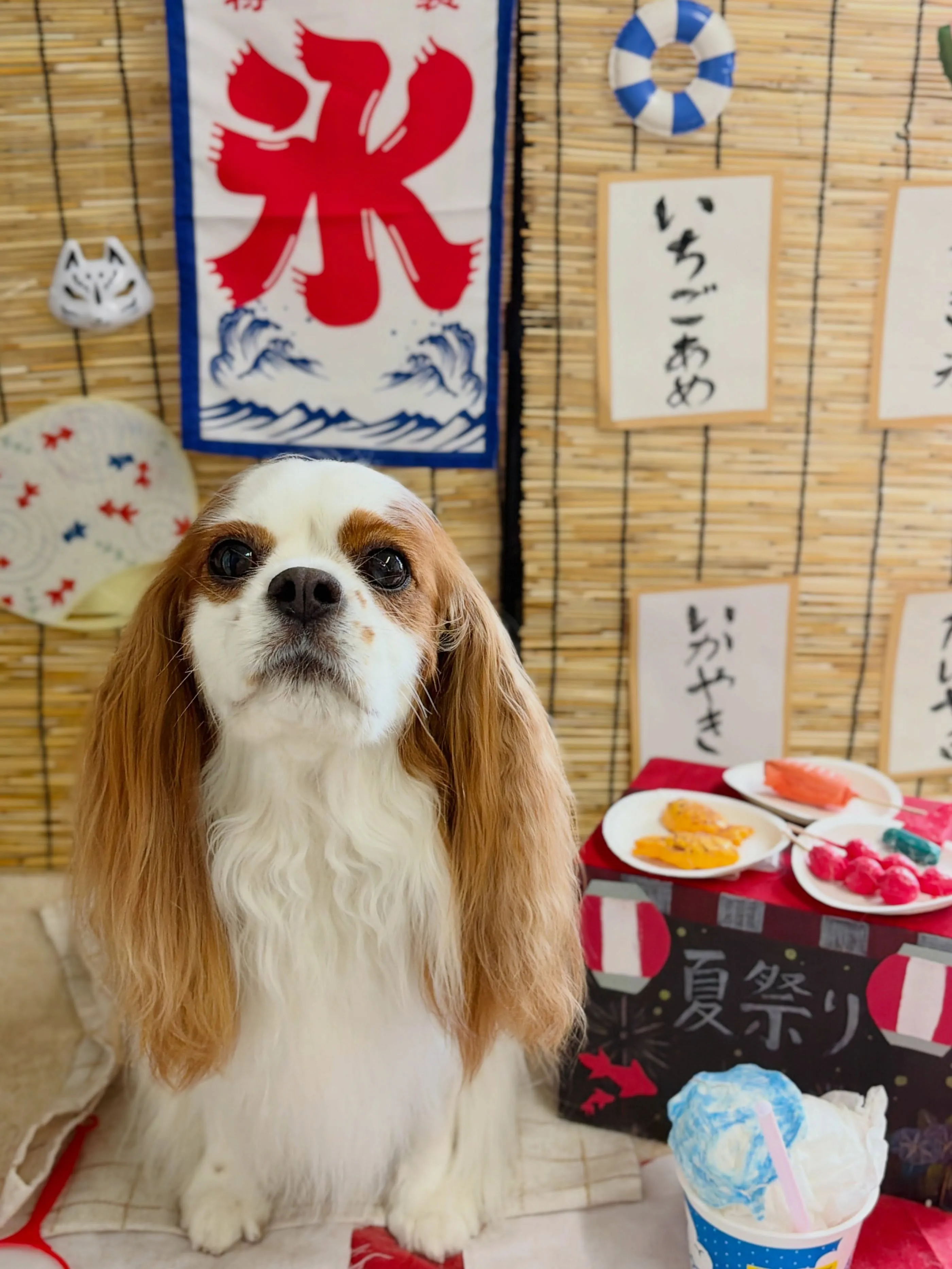 🍃8/22のトリミング🍃キャバリア🐶|名東区・千種区・守山区...