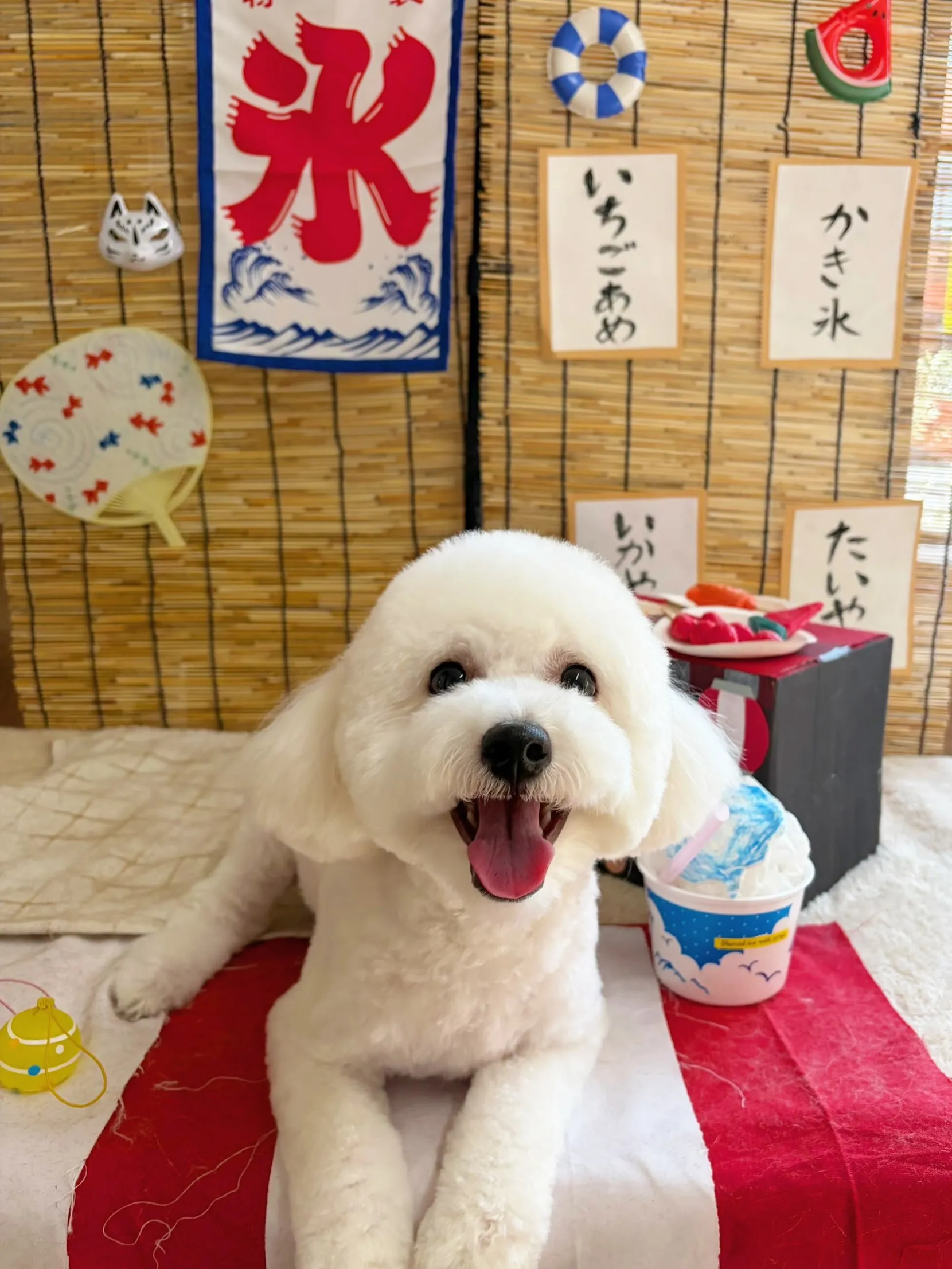 🍃8/22のトリミング🍃ミックス犬🐶｜名東区・千種区・守山区...