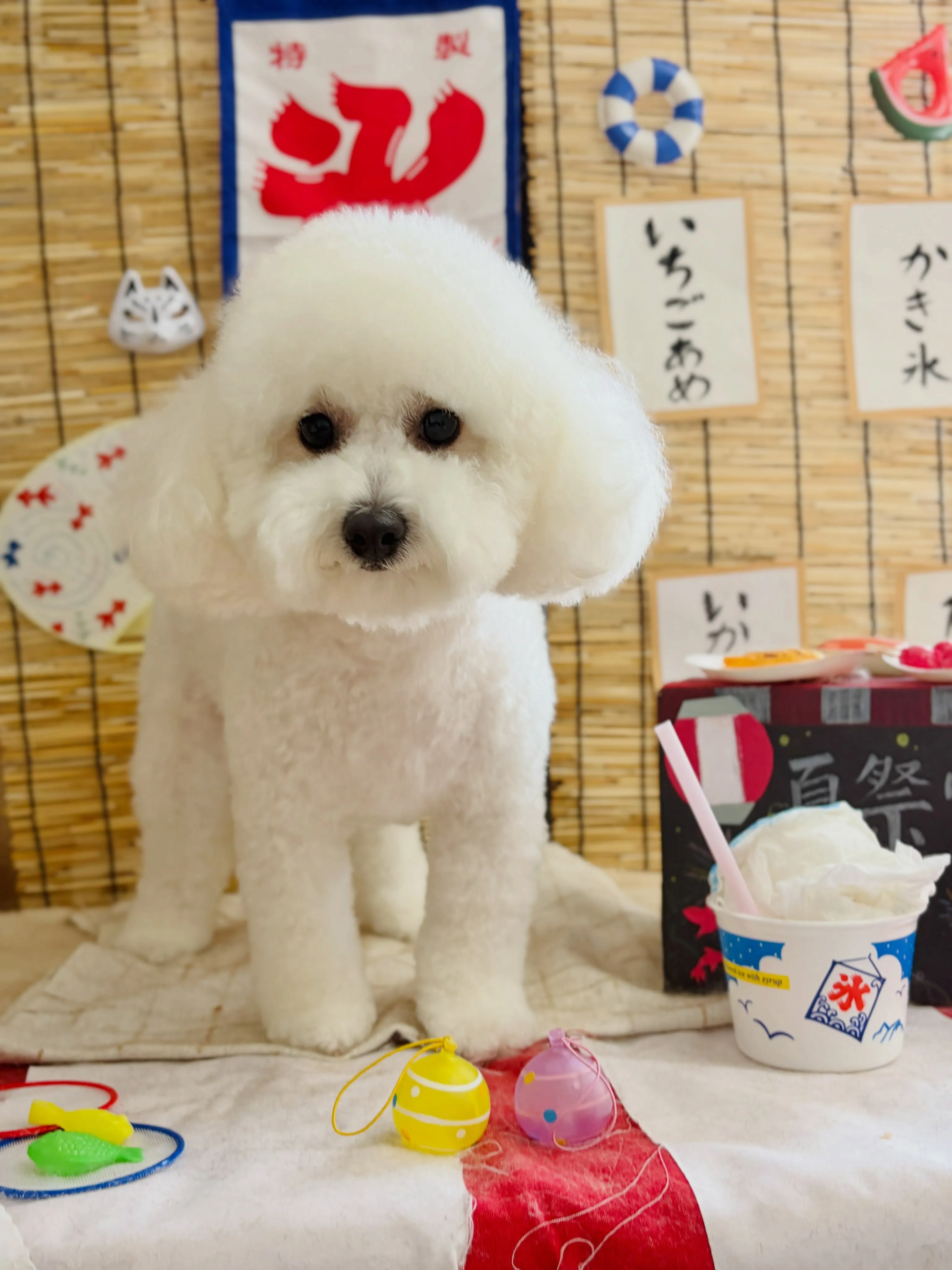 🍃8/22のトリミング🍃ミックス犬🐶｜名東区・千種区・守山区...