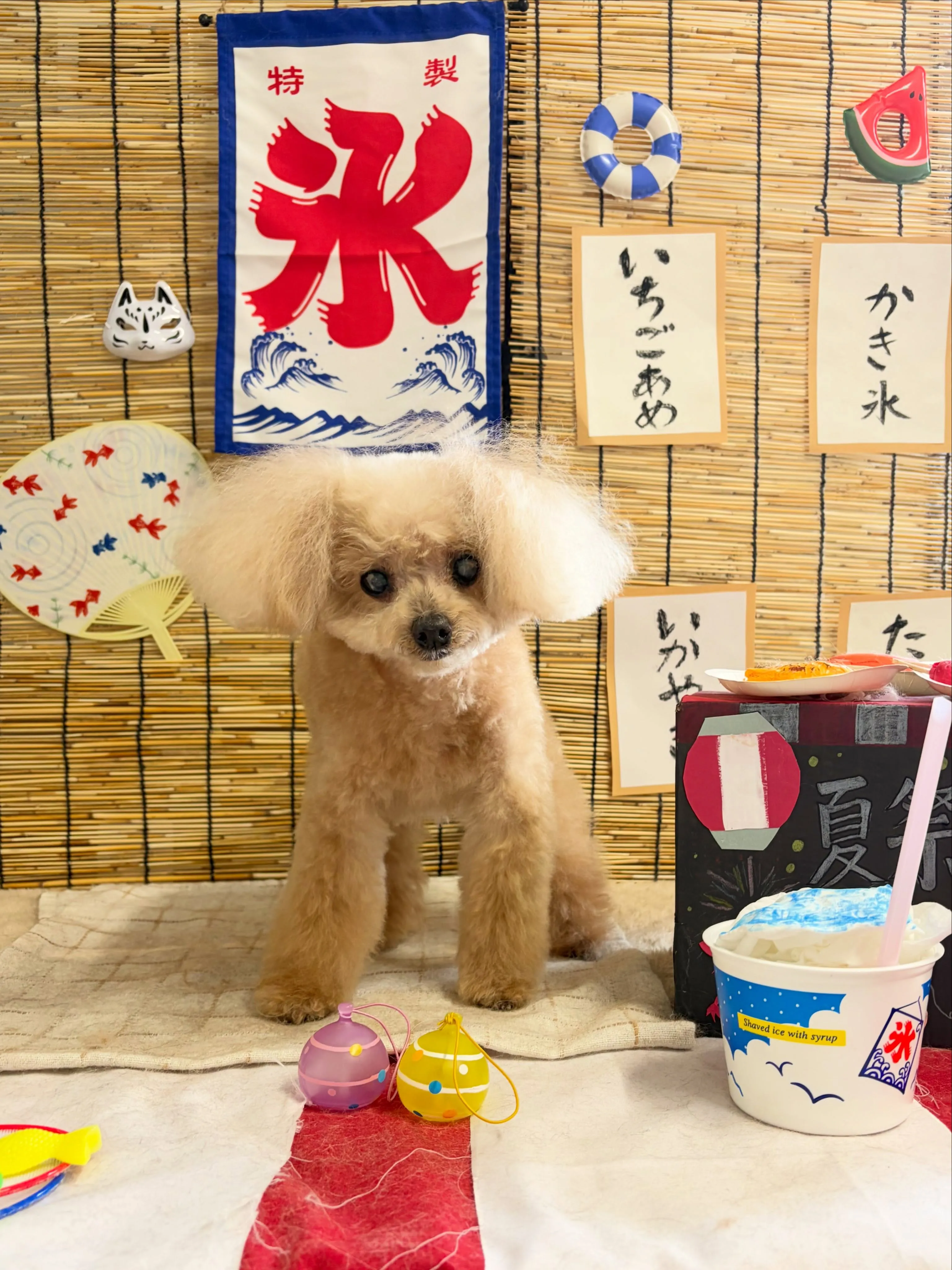 🍃8/23のトリミング🍃プードル🐶｜名東区・千種区・守山区の...