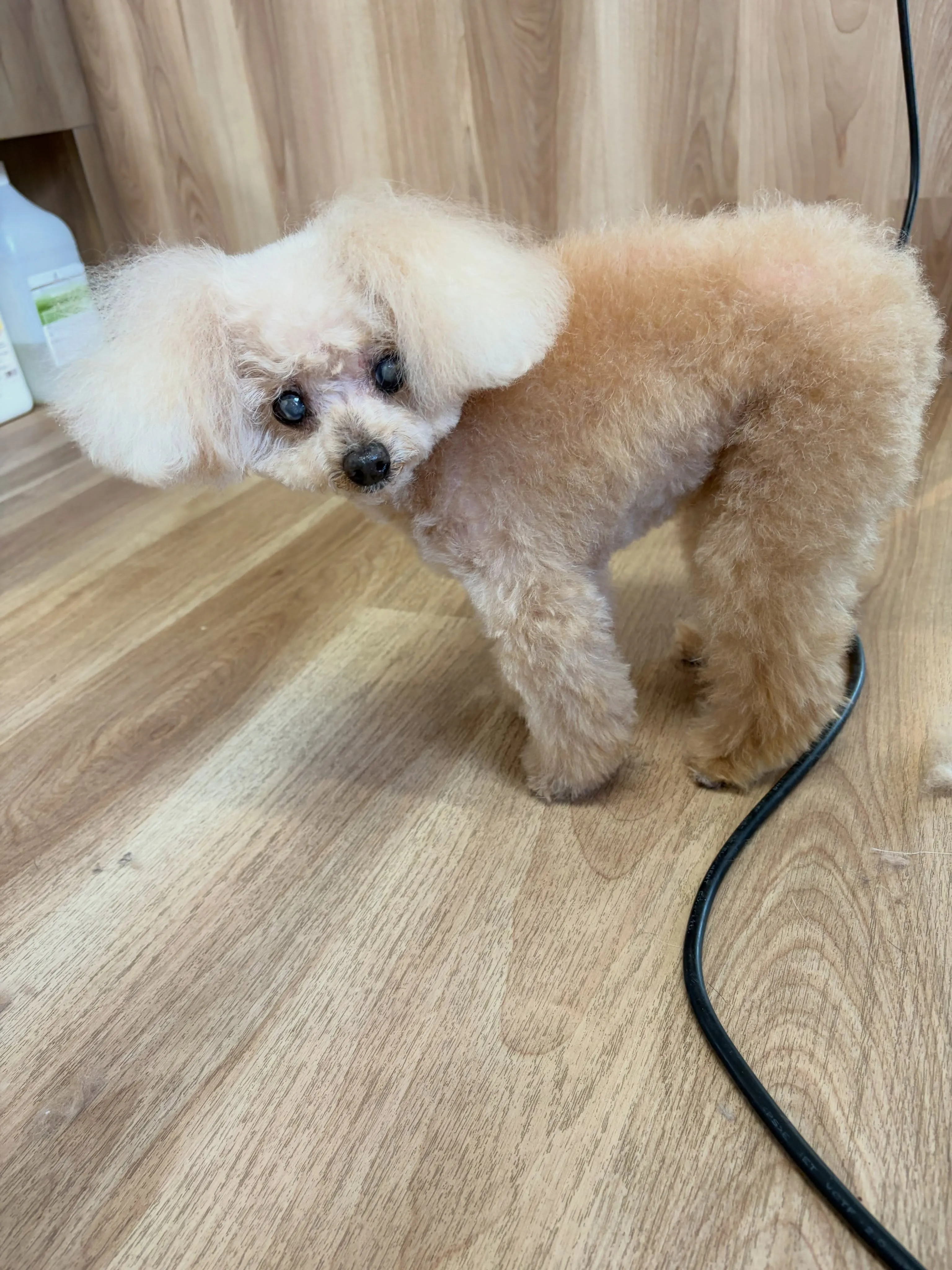 🍃8/23のトリミング🍃プードル🐶｜名東区・千種区・守山区の...