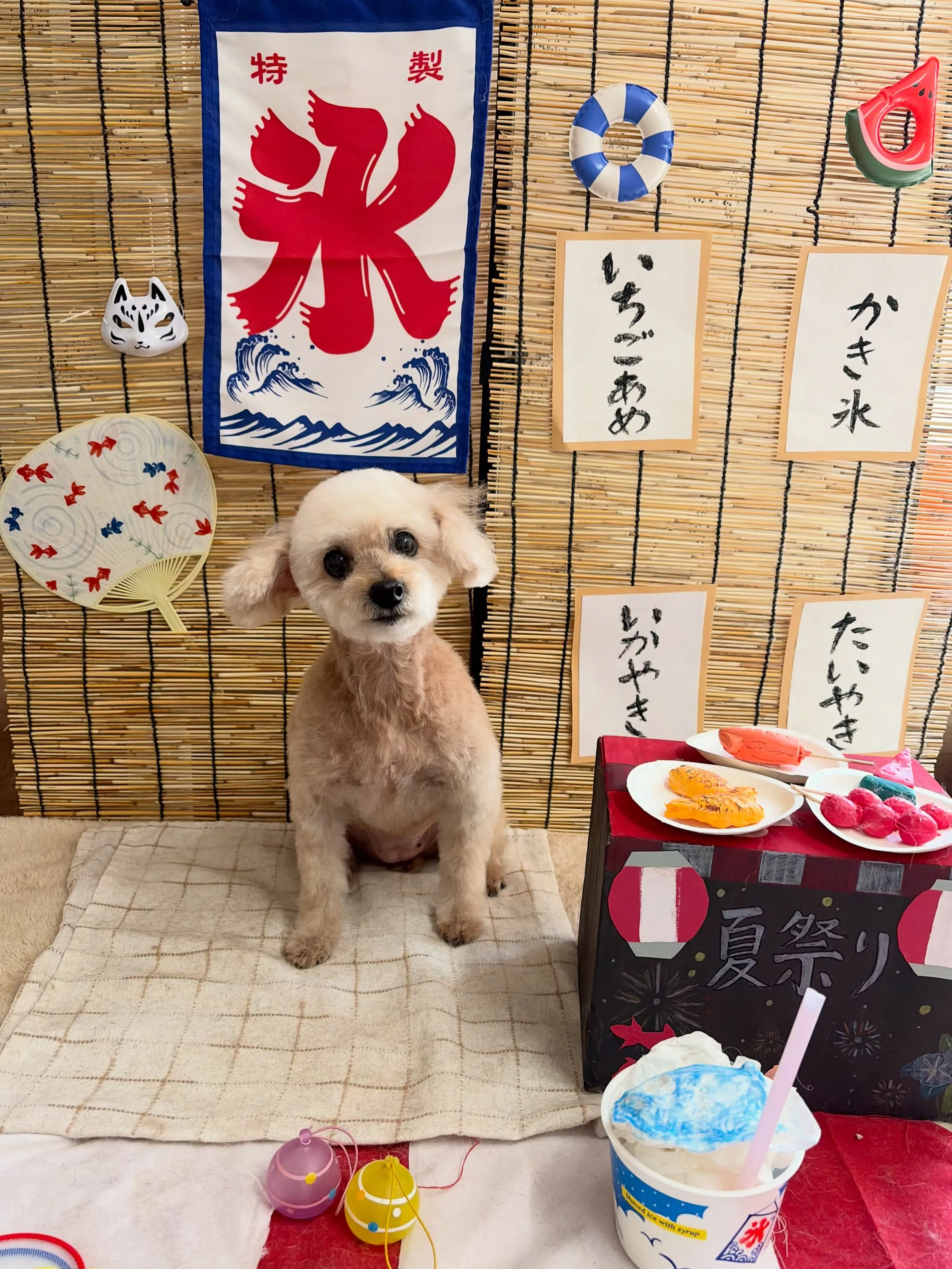 🍃8/23のトリミング🍃プードル🐶｜名東区・千種区・守山区の...