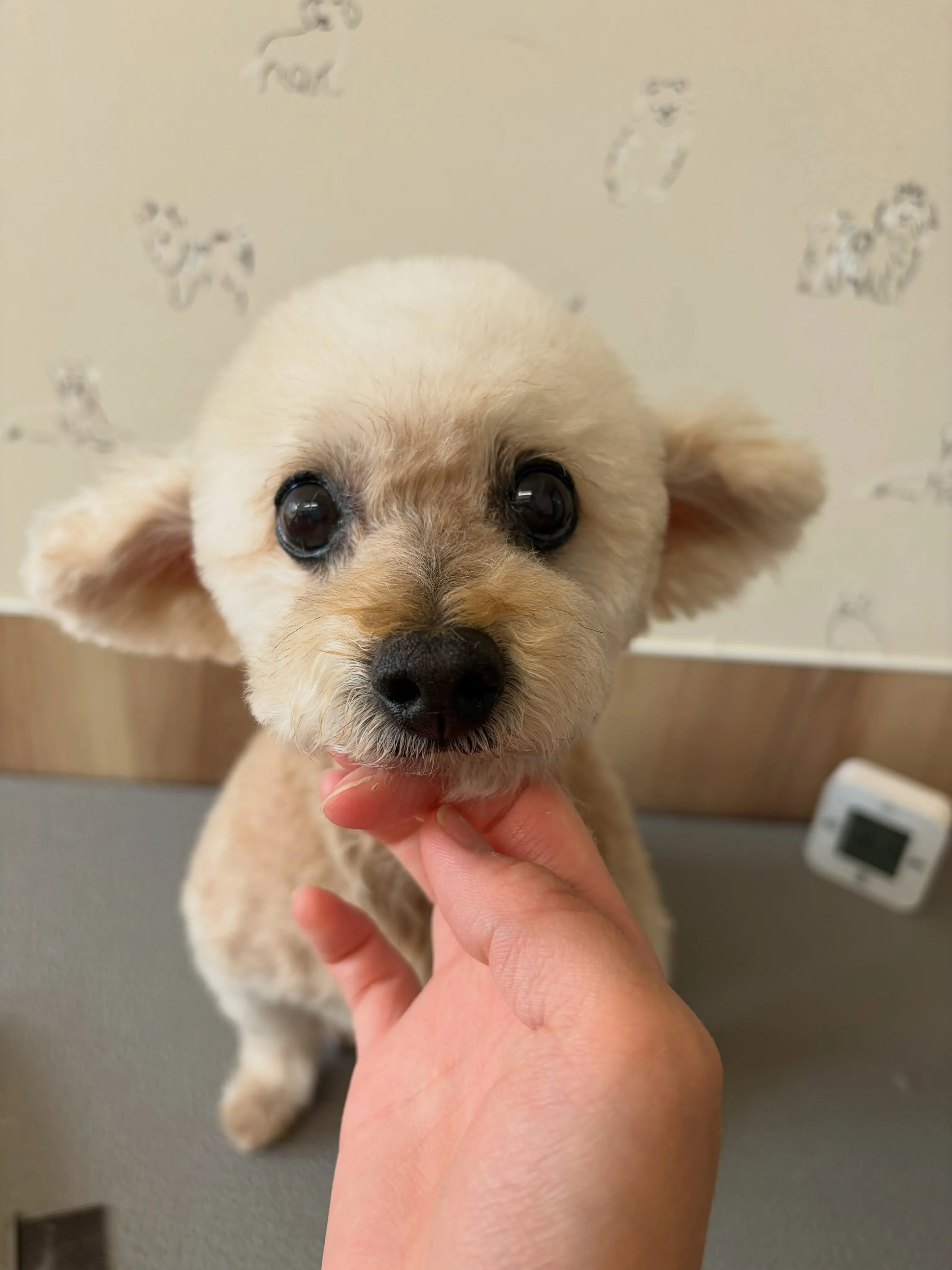 🍃8/23のトリミング🍃プードル🐶｜名東区・千種区・守山区の...